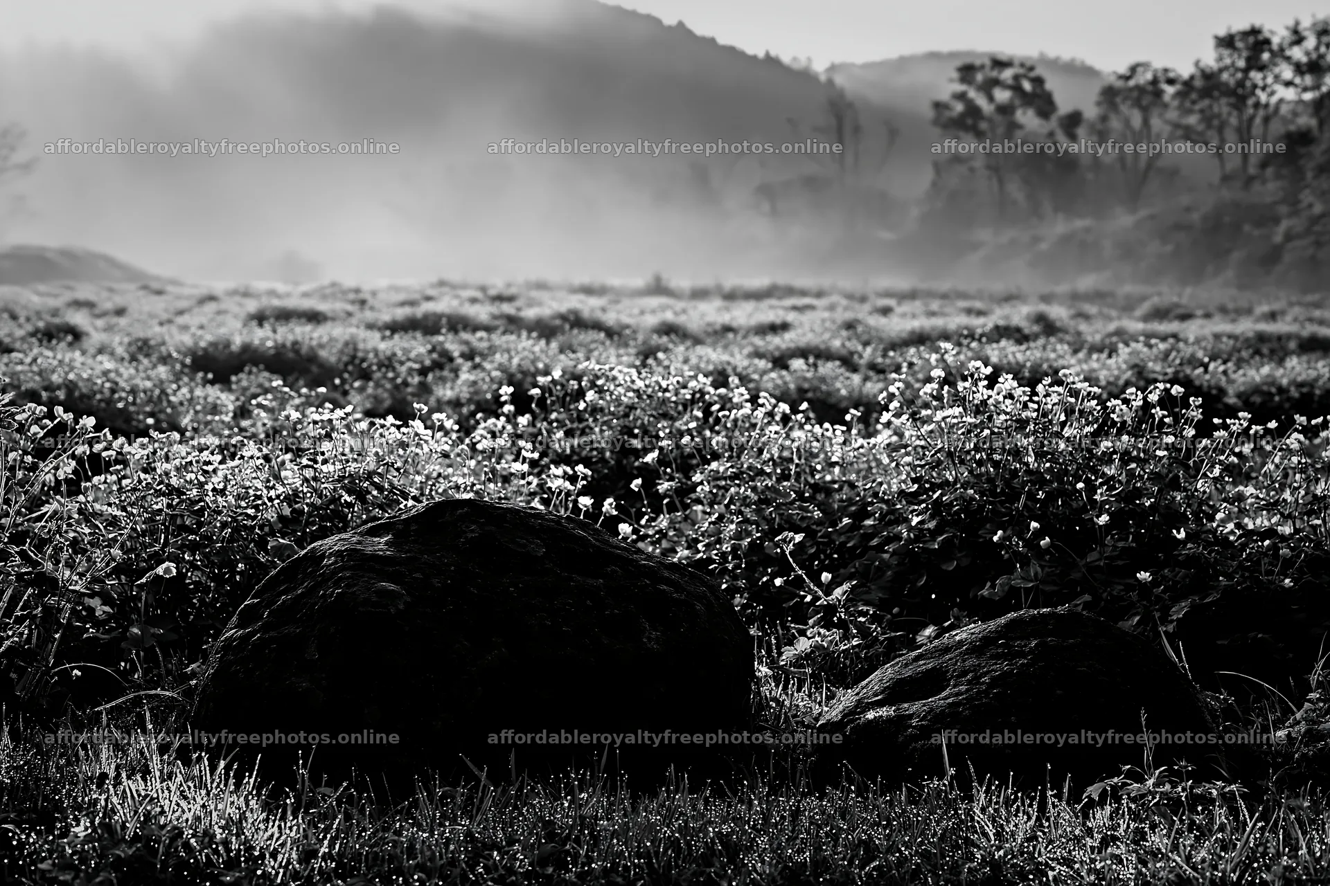 Kyoto spring wildflower meadow stone foreground – royalty-free photos 9722x6480