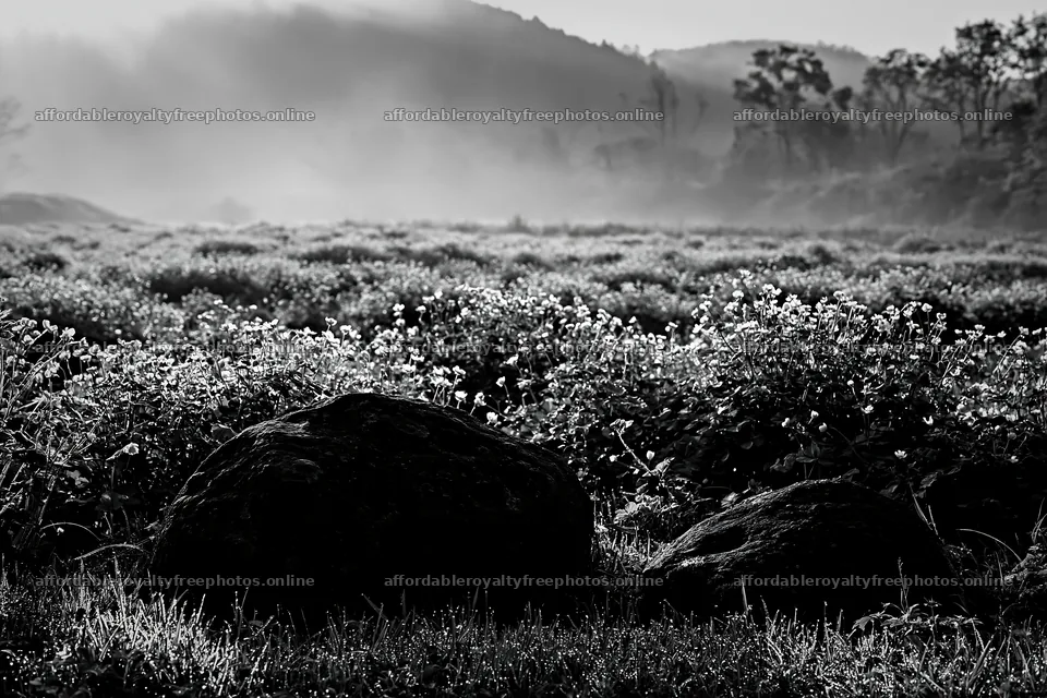 Kyoto spring wildflower meadow stone foreground – royalty-free photos 9722x6480