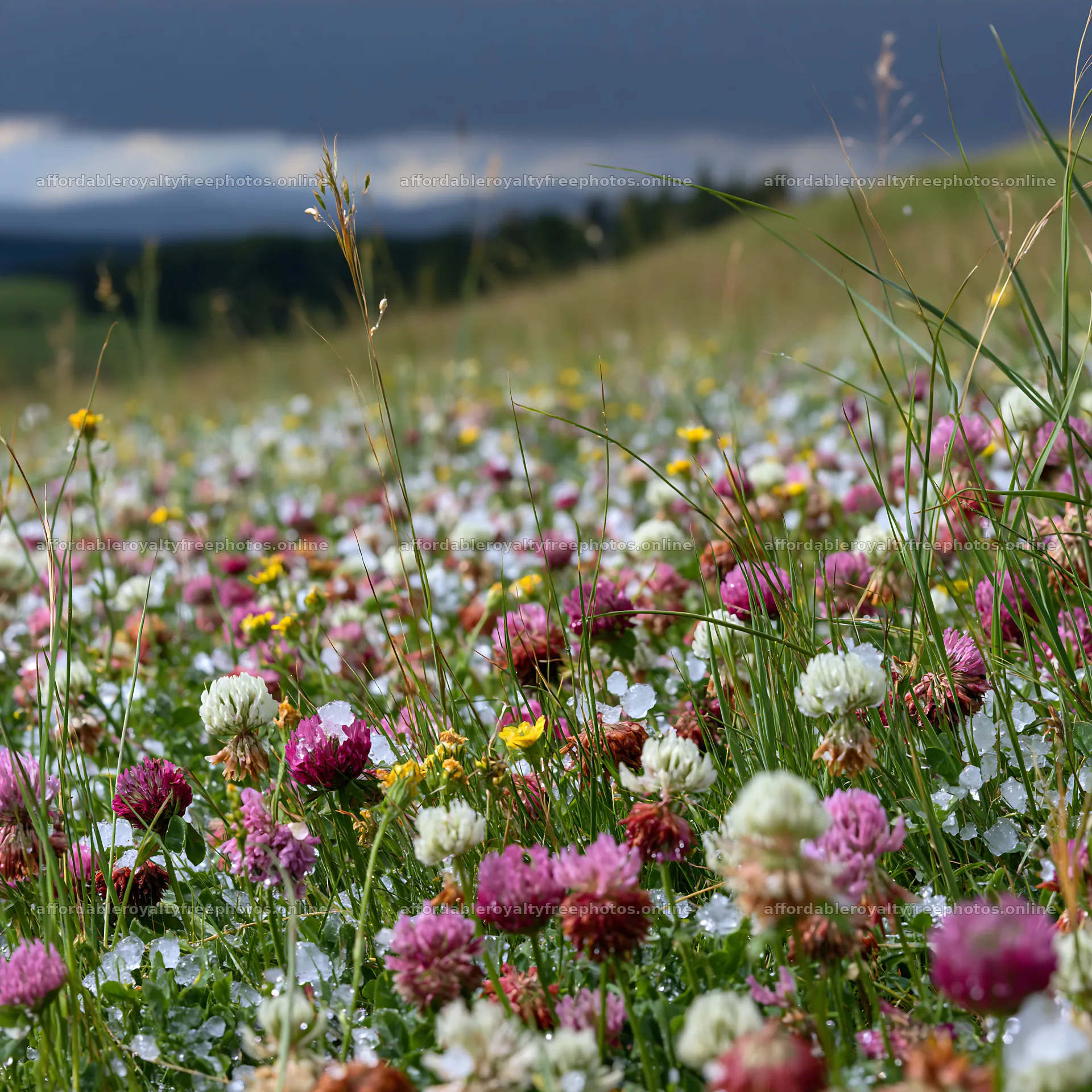 Colorful clover meadow with a variety of flowers – royalty-free photos 7938x7938