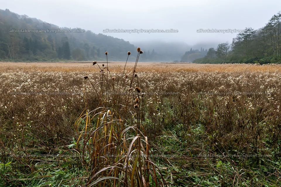 Iwate rain refreshed meadow seedhead foreground – royalty-free photos 9722x6480
