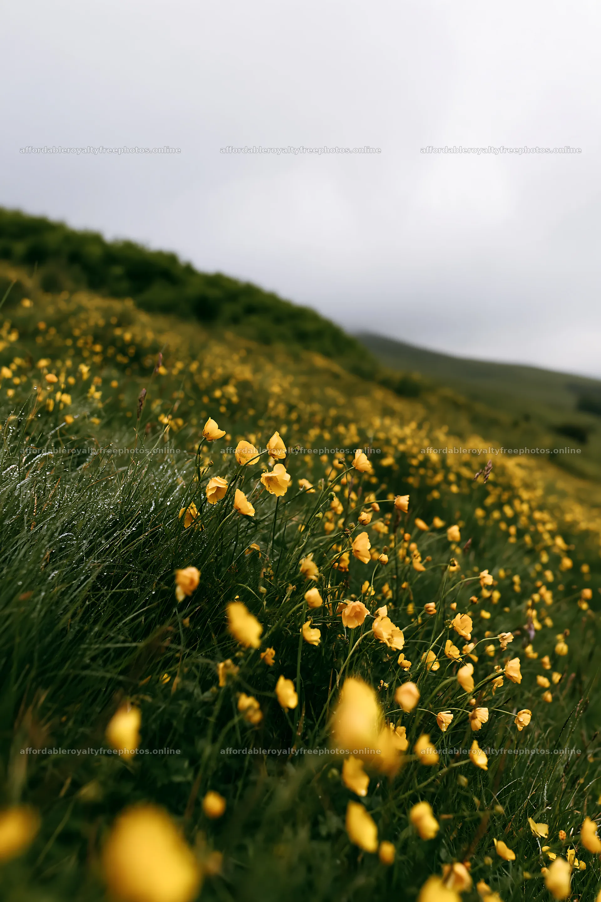 Buttercup meadow with yellow flowers in a grassy field – royalty-free photos 6480x9722