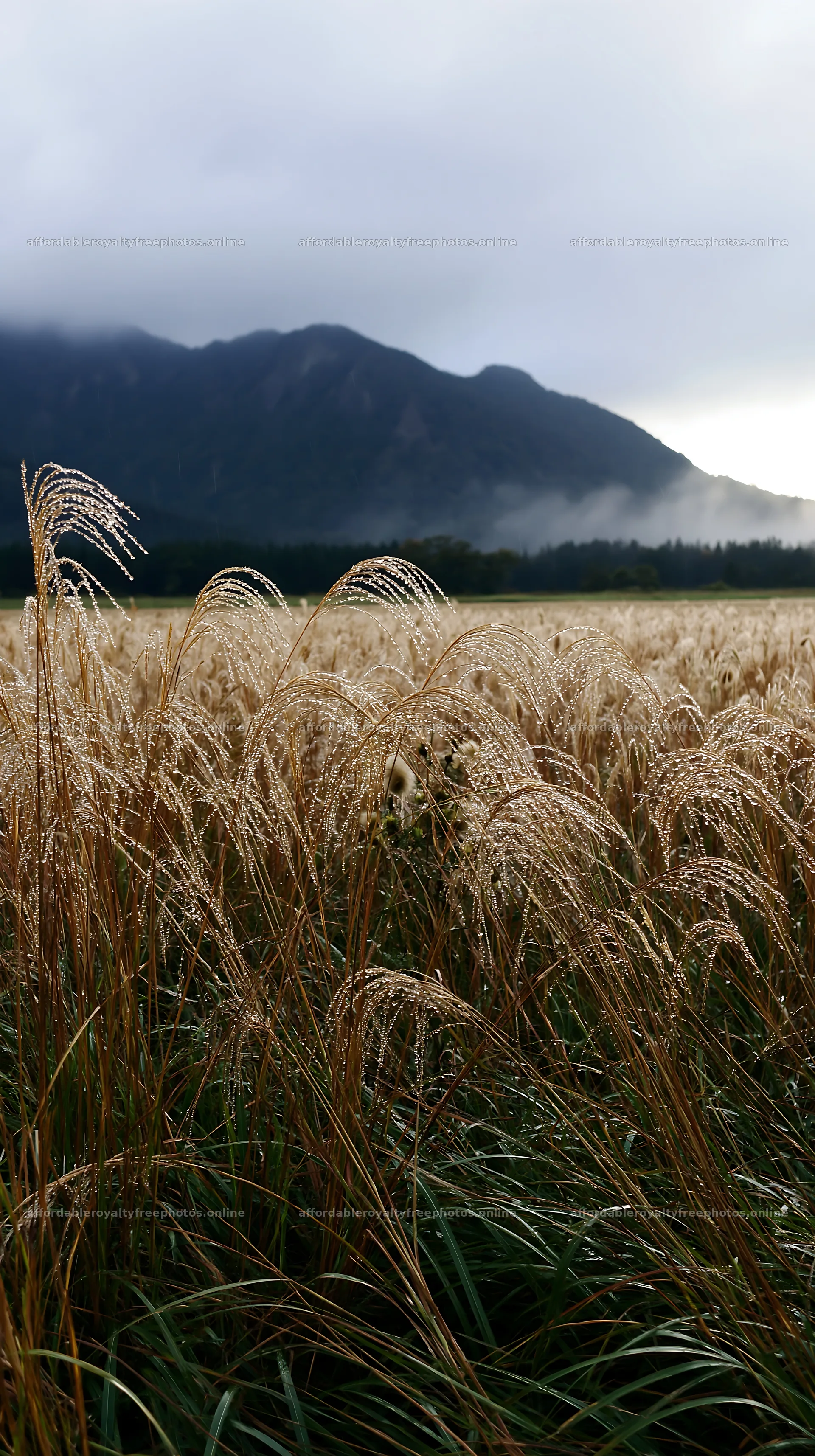 Fukui native grass meadow rain droplets glisten in soft – royalty-free photos 5938x10608