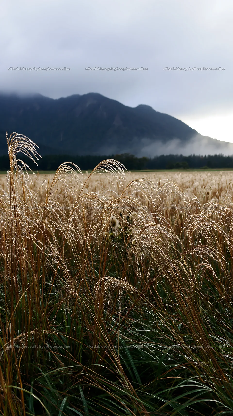 Fukui native grass meadow rain droplets glisten in soft – royalty-free photos 5938x10608