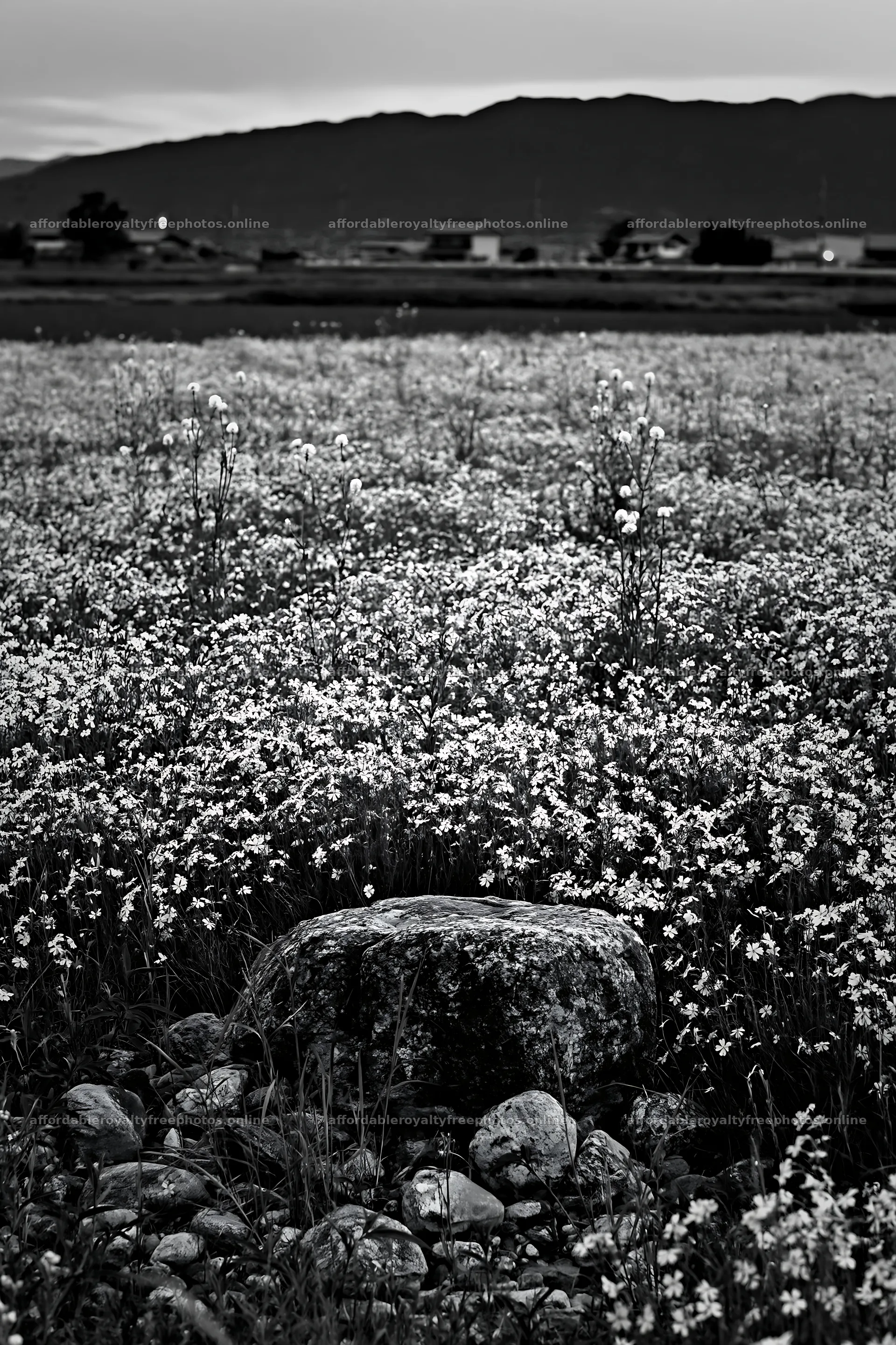 Kyoto spring wildflower meadow stone foreground – royalty-free photos 6480x9722