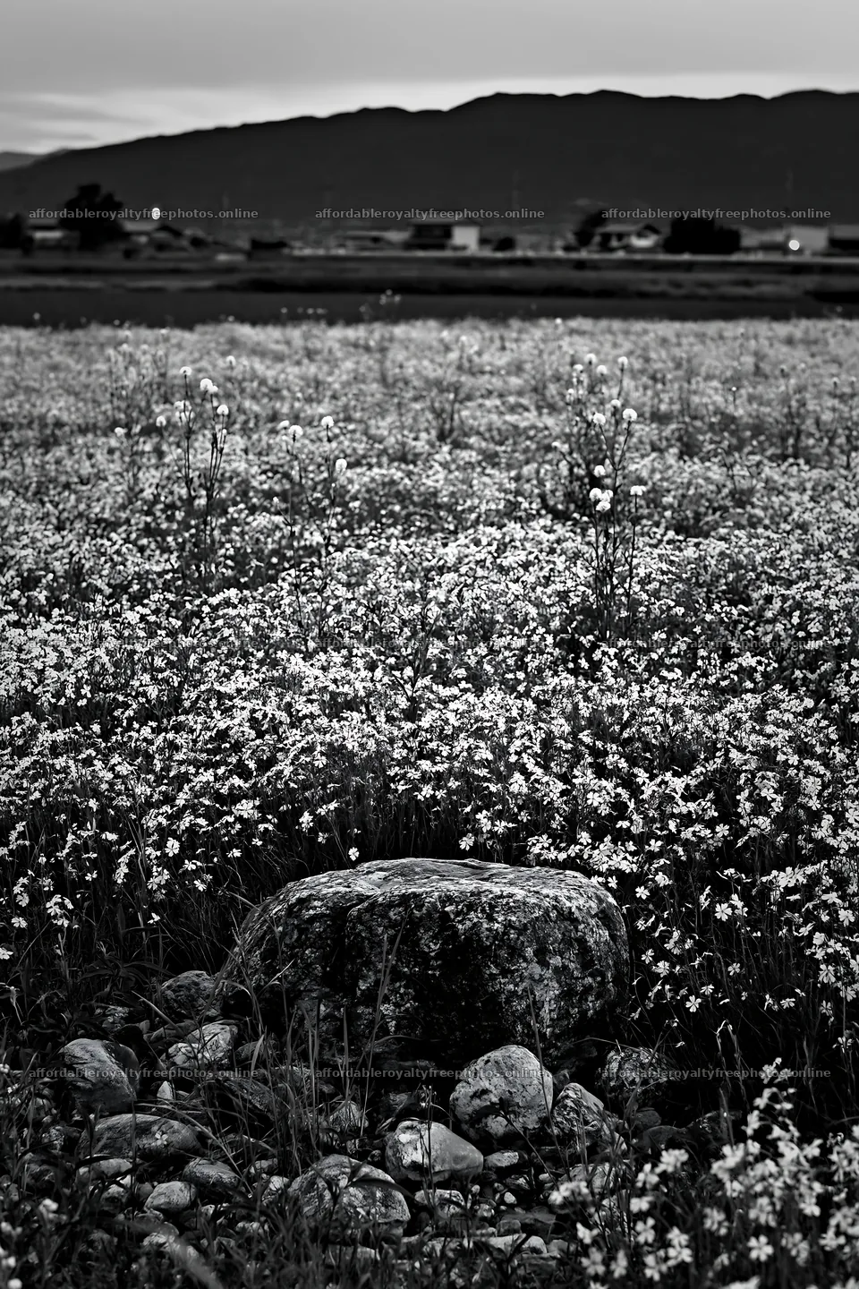 Kyoto spring wildflower meadow stone foreground – royalty-free photos 6480x9722