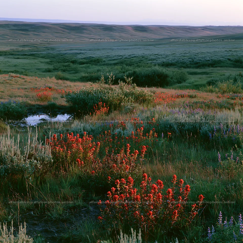 Paintbrush lupine meadow with red flowers in a wide – royalty-free photos 7938x7938