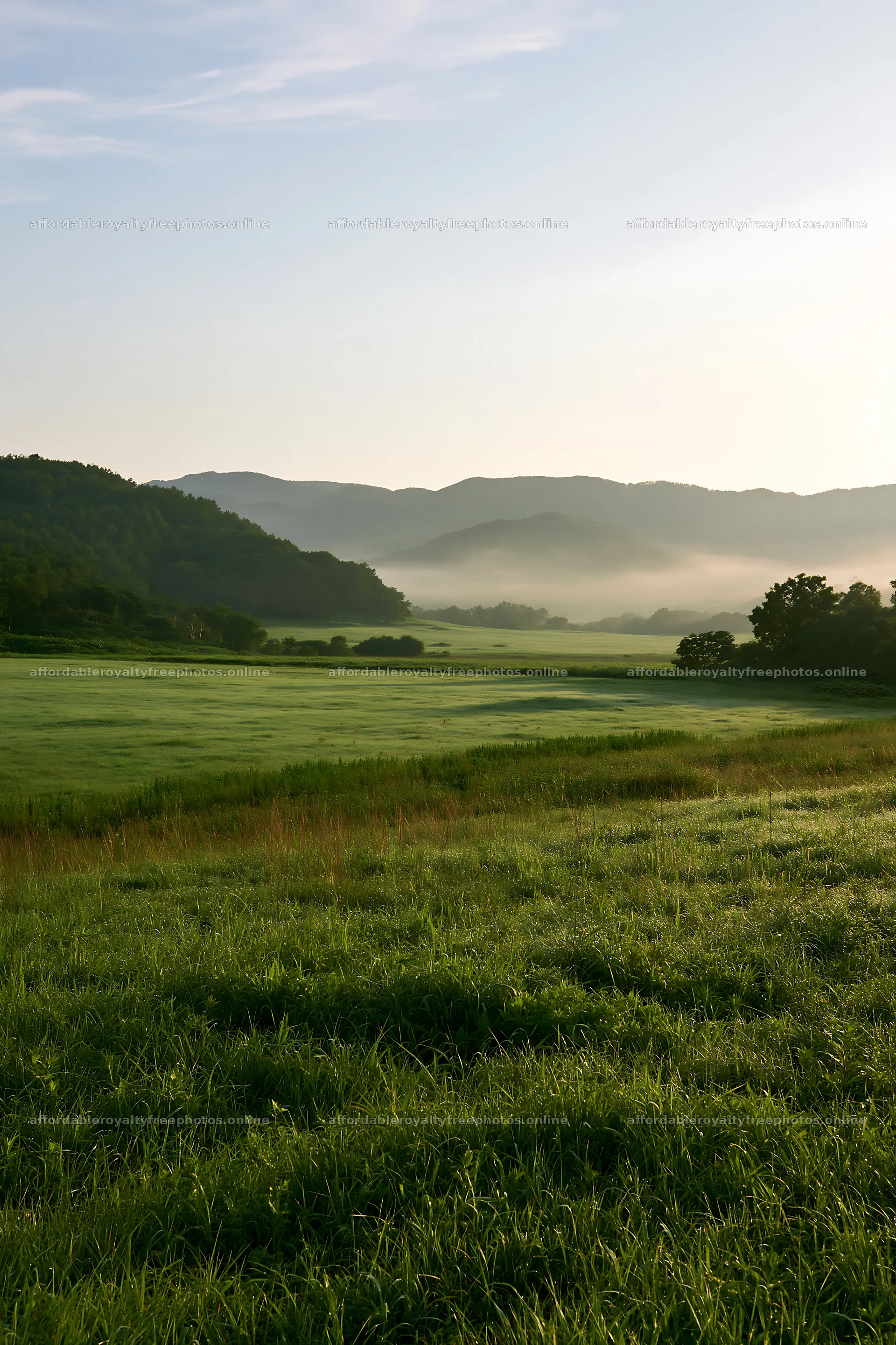 Expansive Hokkaido restoration meadow with dewdrops – royalty-free photos 6480x9722