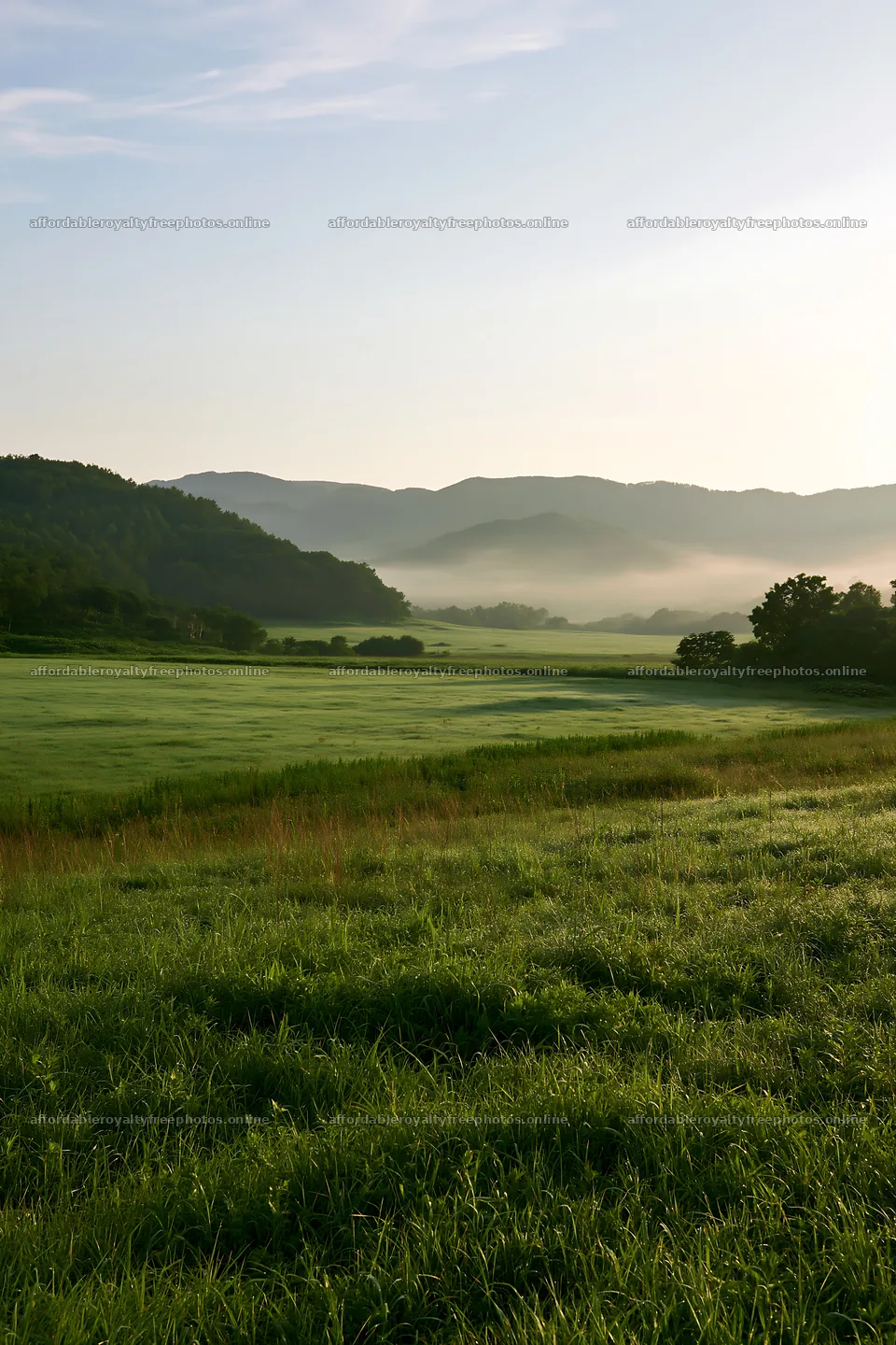 Expansive Hokkaido restoration meadow with dewdrops – royalty-free photos 6480x9722