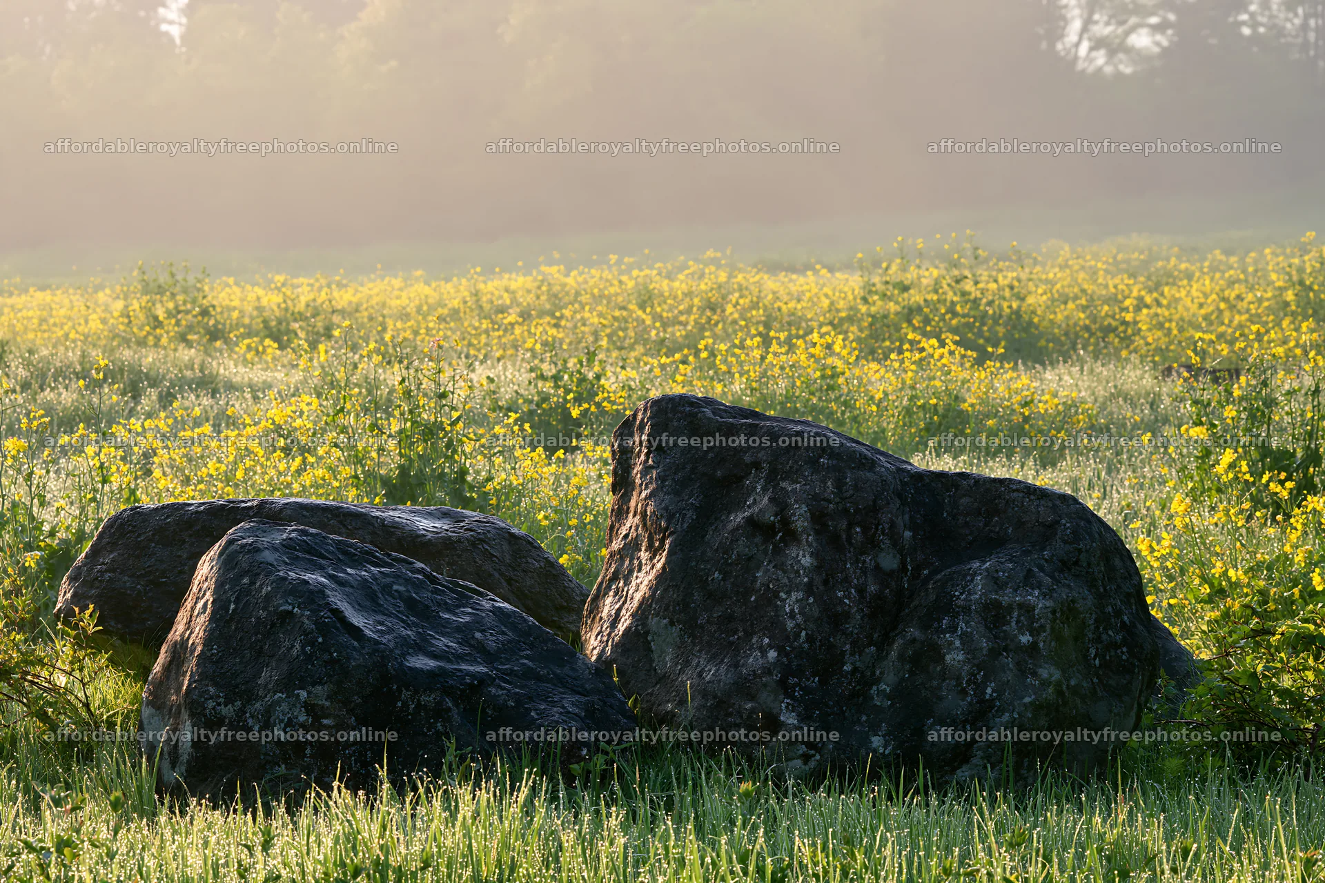 Kyoto spring wildflower meadow stone foreground – royalty-free photos 9722x6480
