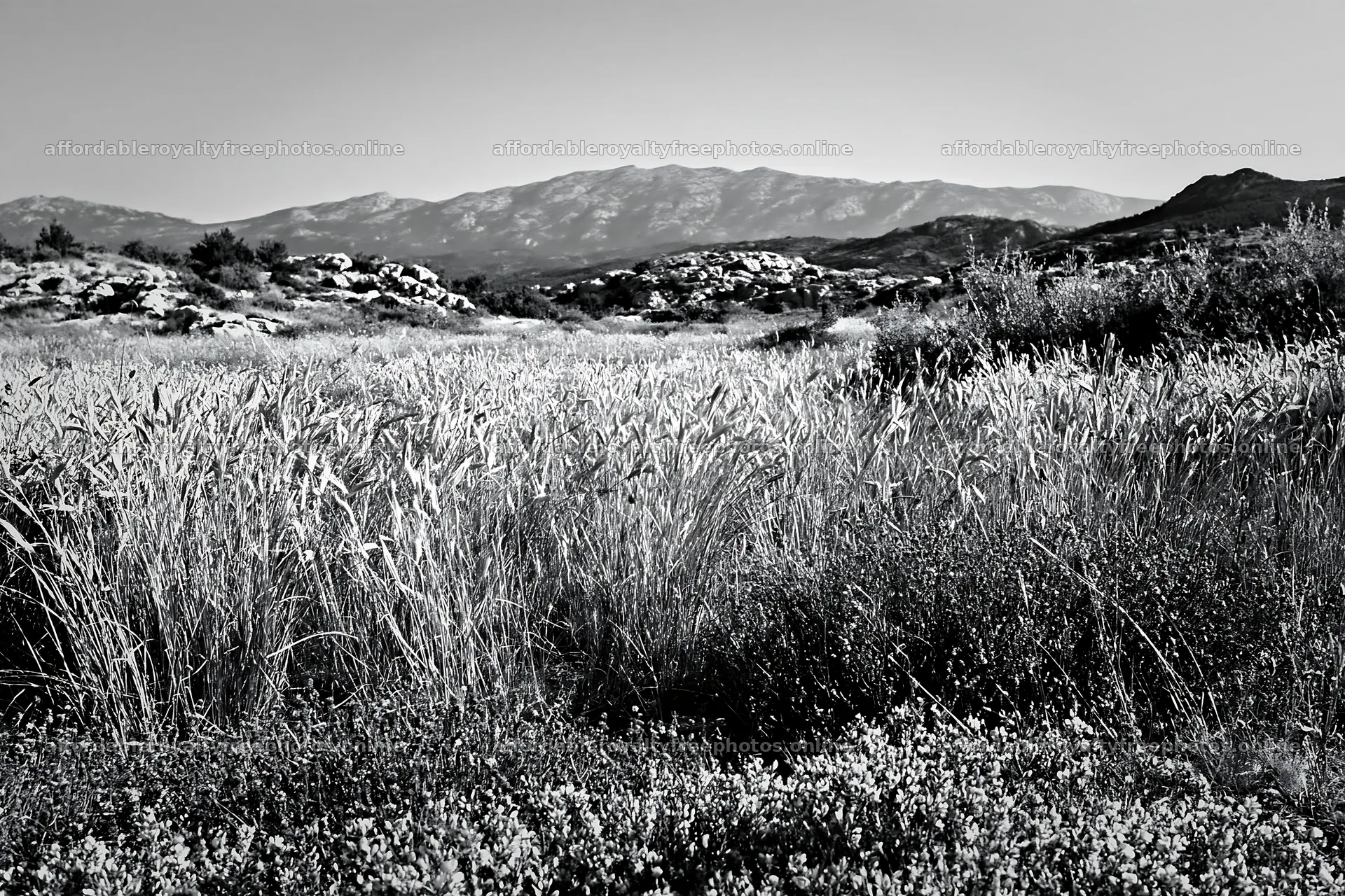 Meadow with seedheads and mountains in the background – royalty-free photos 9722x6480