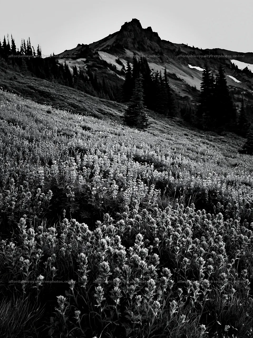 Mount Rainier paintbrush lupine meadow in black and white – royalty-free photos 6866x9174