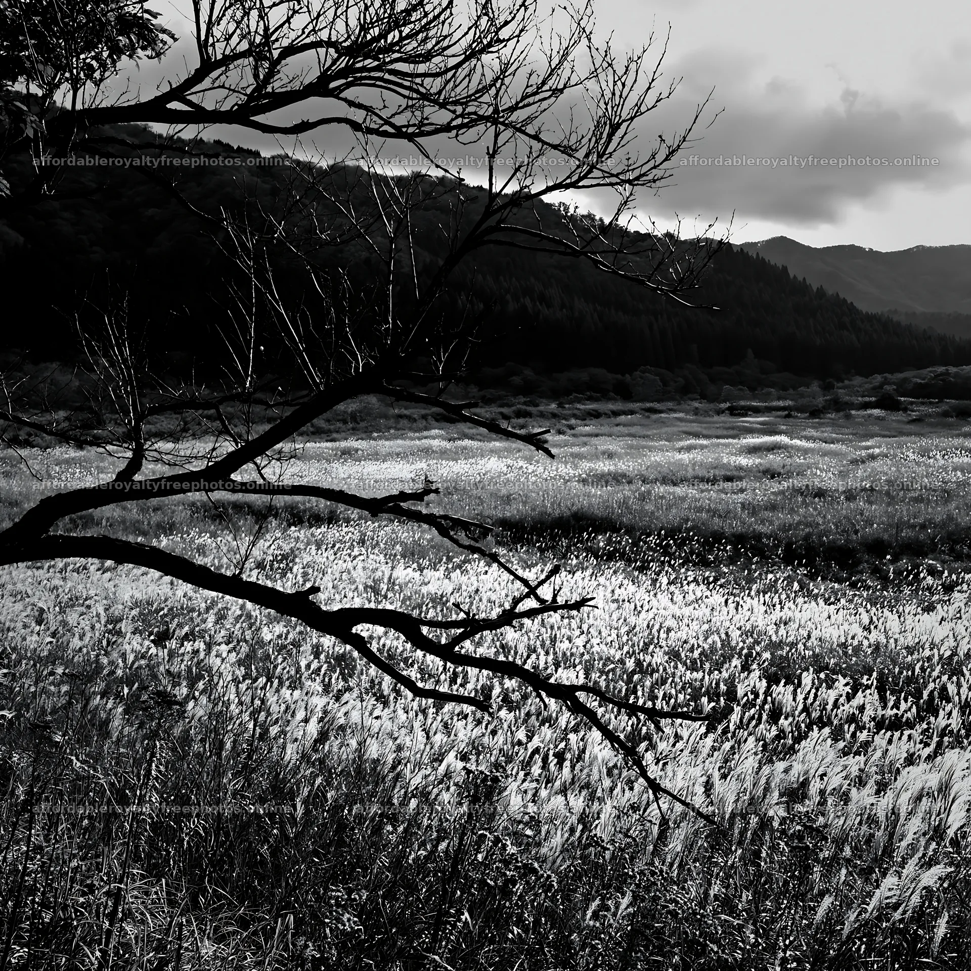 Yamagata rewilded meadow fallen branch foreground – royalty-free photos 7938x7938