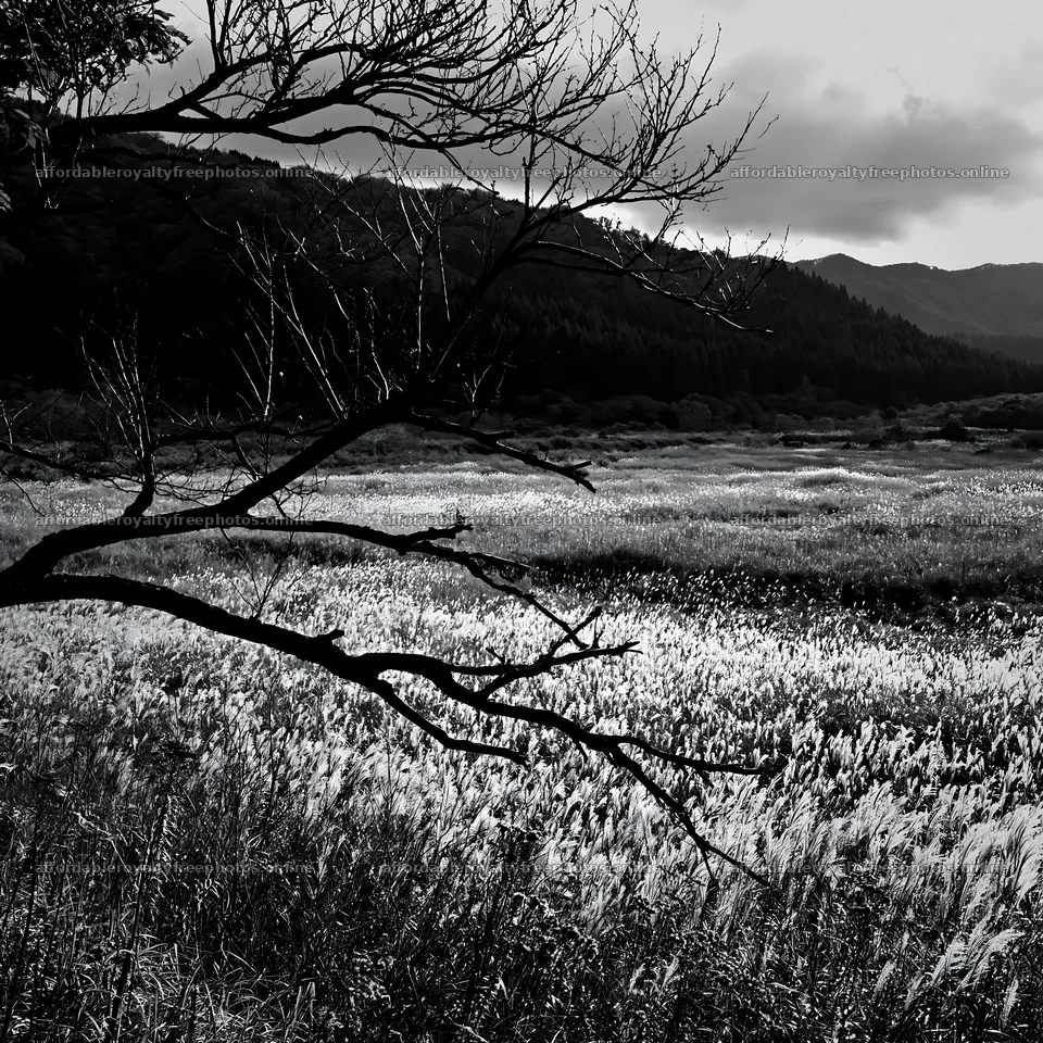 Yamagata rewilded meadow fallen branch foreground – royalty-free photos 7938x7938