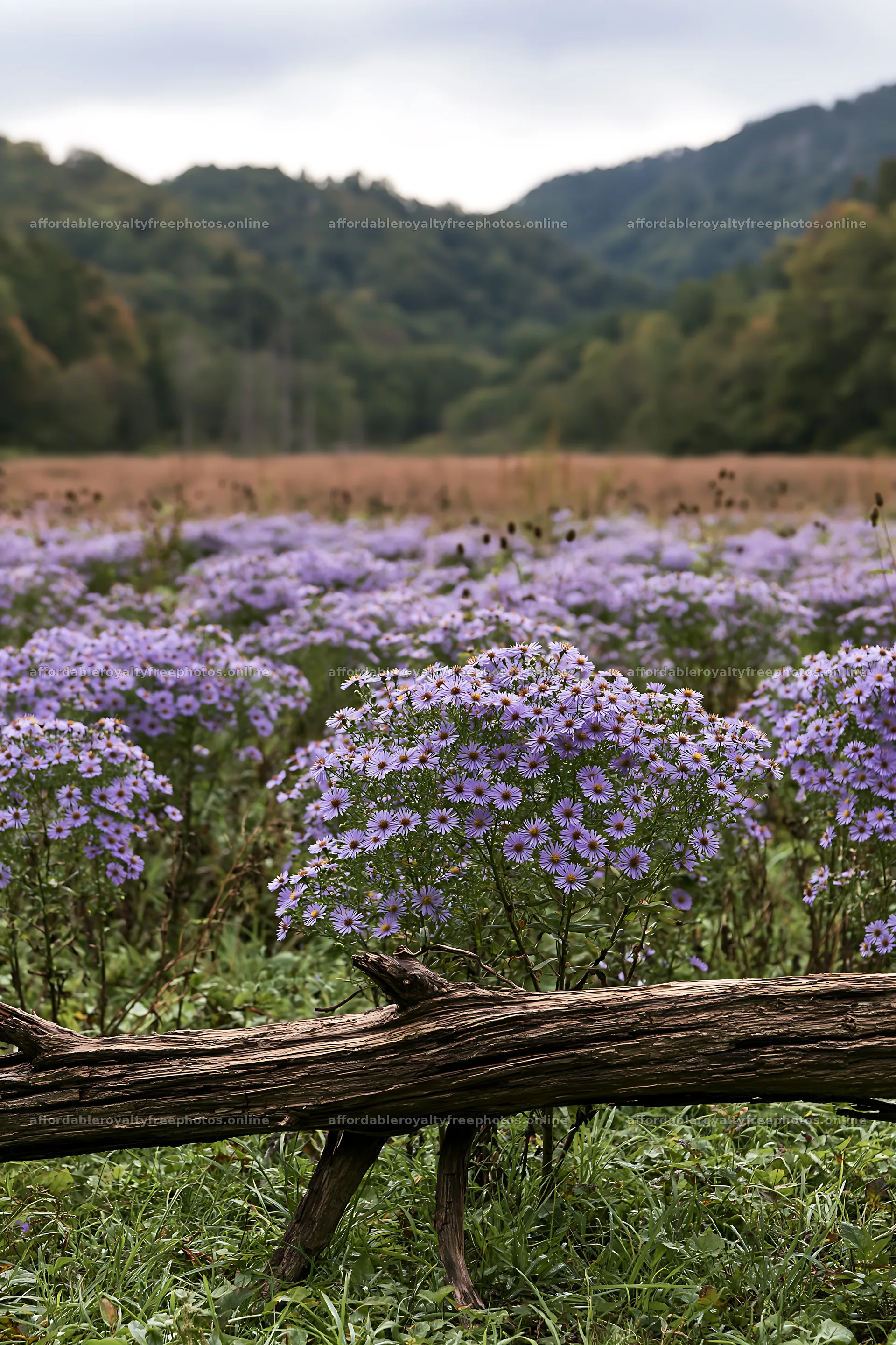 Yamagata rewilded meadow with fallen branch and purple – royalty-free photos 6480x9722