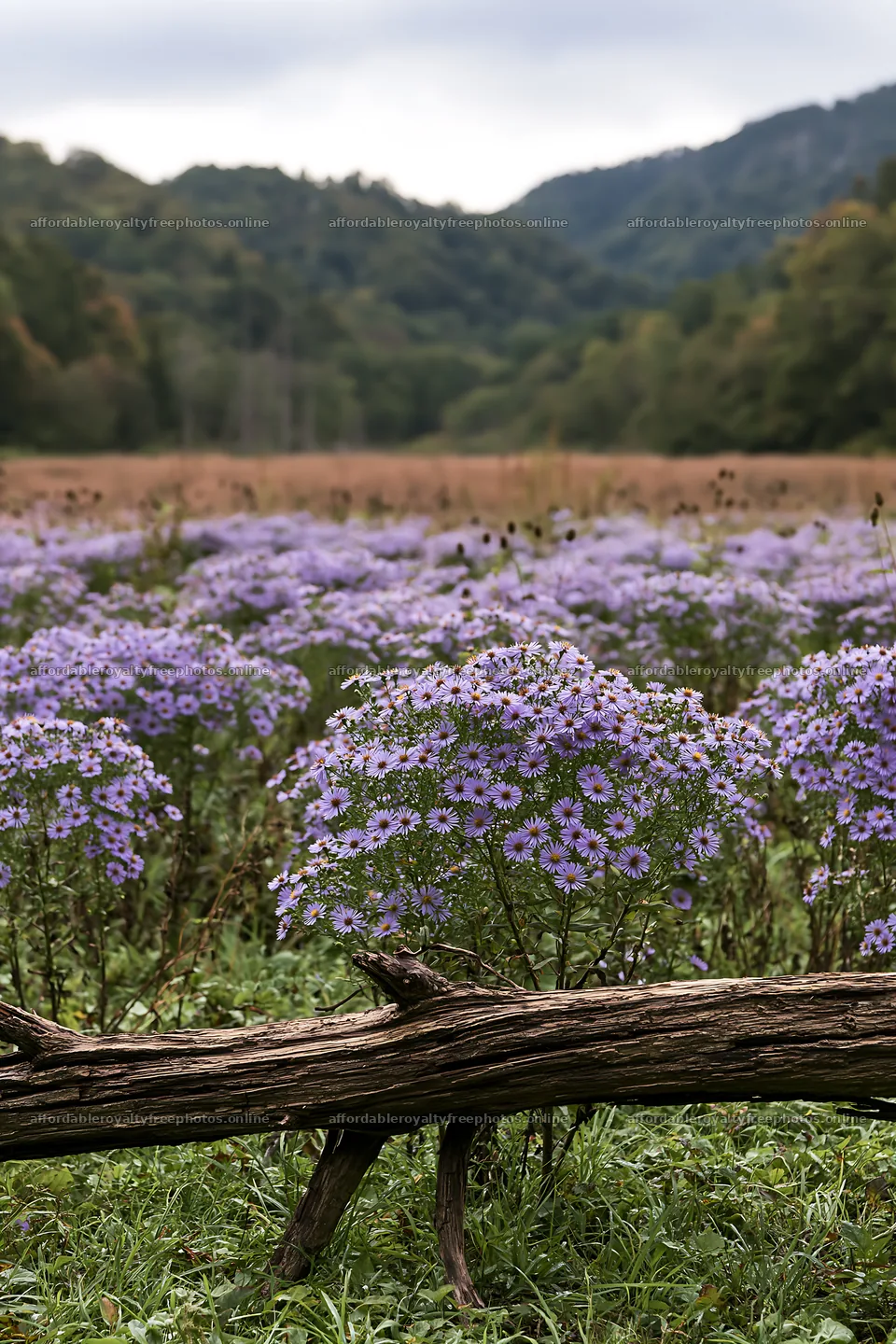 Yamagata rewilded meadow with fallen branch and purple – royalty-free photos 6480x9722