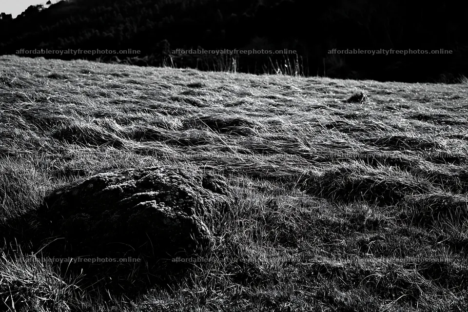 Miyagi spring recovery meadow mossy stone in natural – royalty-free photos 9722x6480