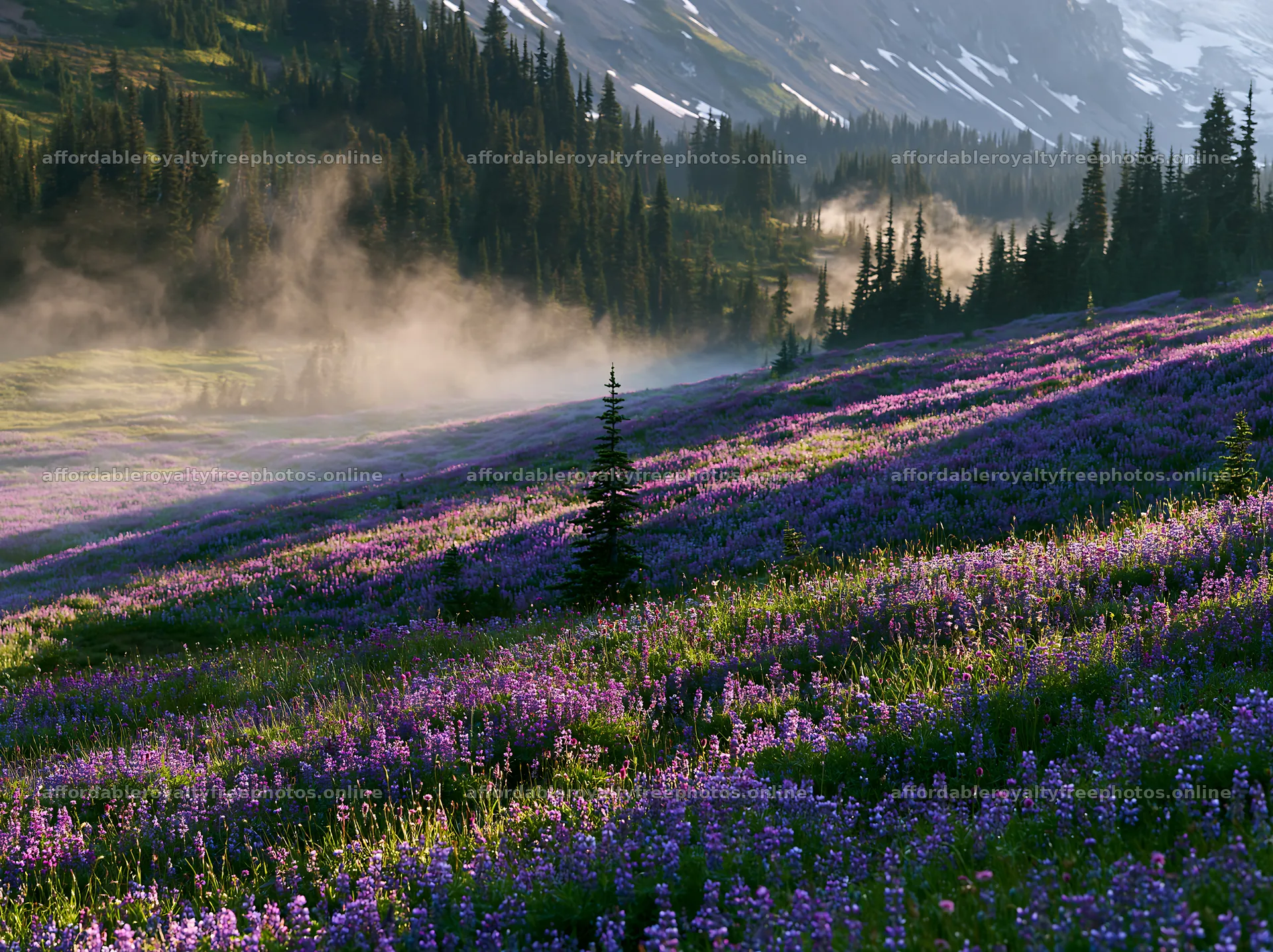 Mount Rainier wildflower meadow during sunrise – royalty-free photos 9174x6866