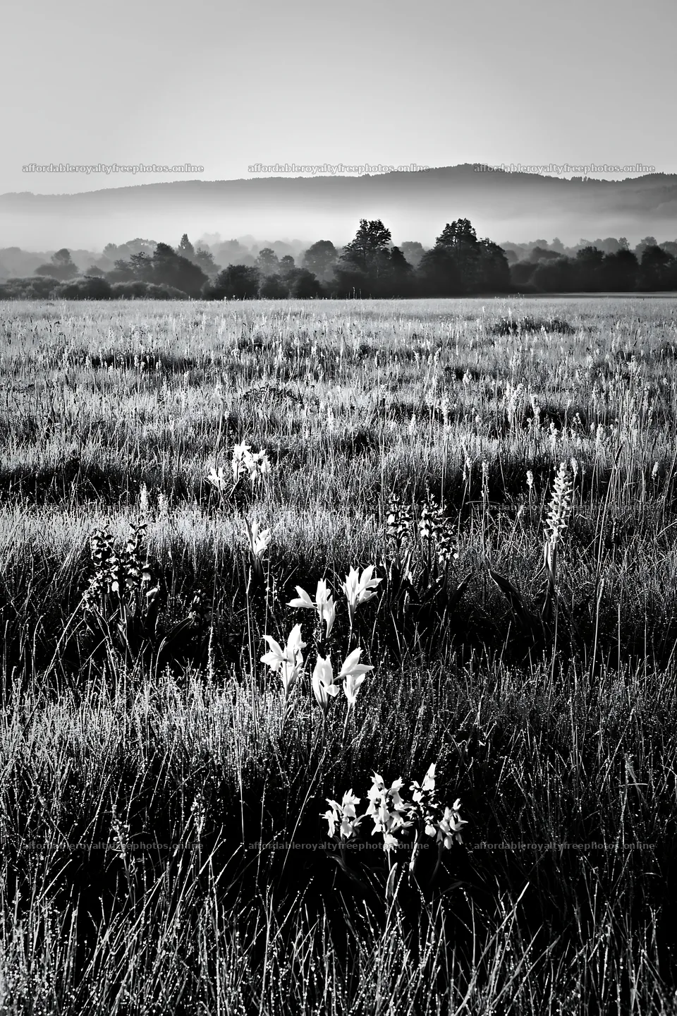 Colorful orchid meadow at sunrise with mist and green – royalty-free photos 6480x9722
