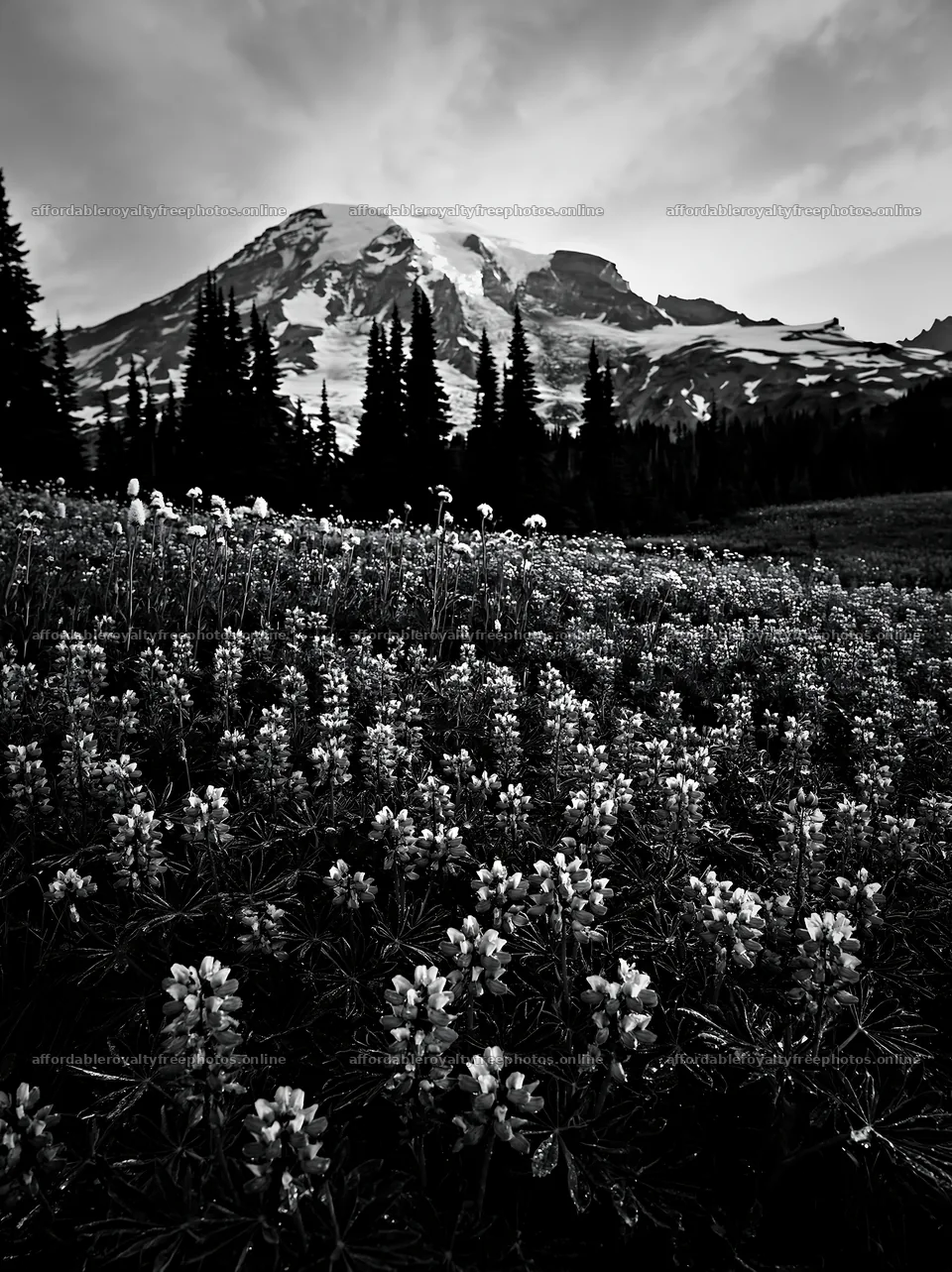 Mount Rainier wildflower meadow at sunrise – royalty-free photos 6866x9174