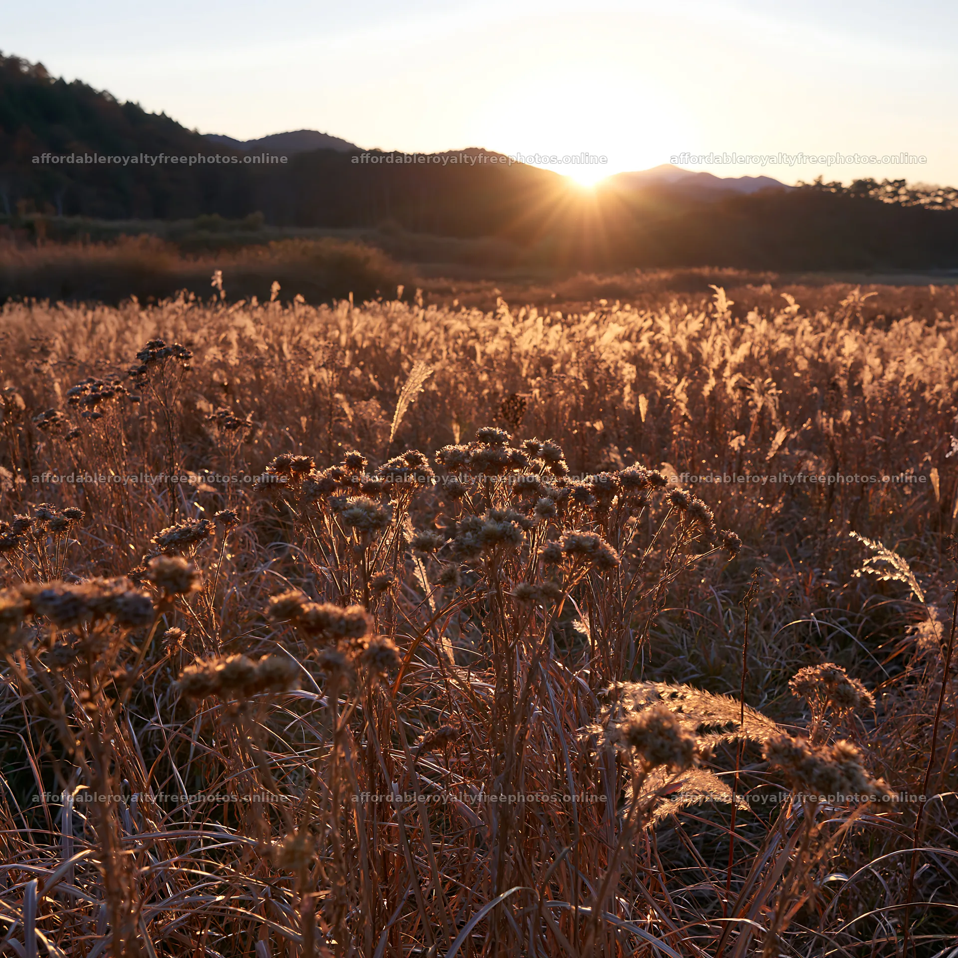 Ehime twilight meadow with dry seedheads at sunset – royalty-free photos 7938x7938