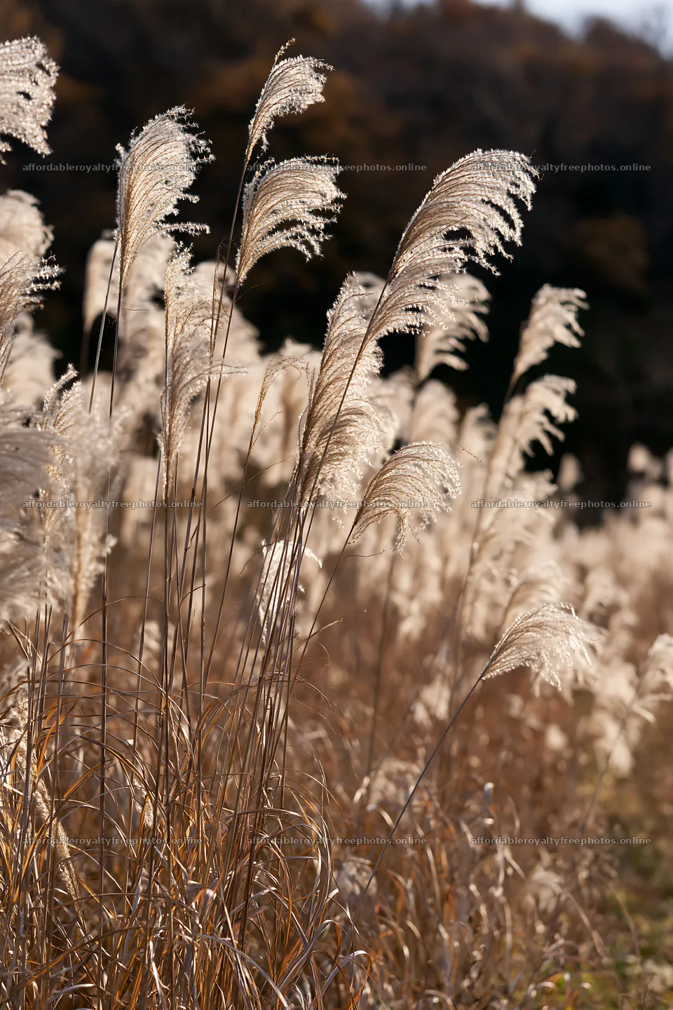 Tokyo urban biodiversity meadow with seedheads – royalty-free photos 6480x9722