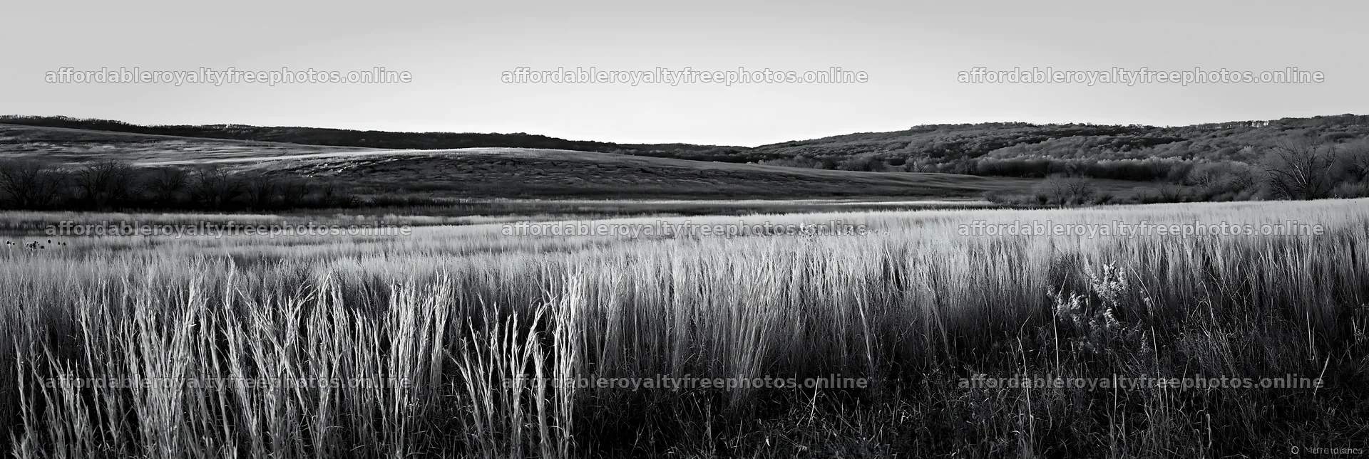 Meadow seedheads backlit at dusk – royalty-free photos 13690x4602