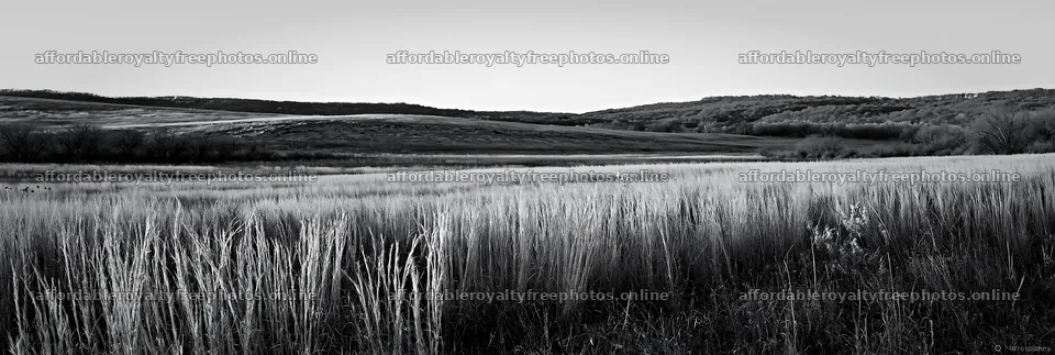 Meadow seedheads backlit at dusk – royalty-free photos 13690x4602