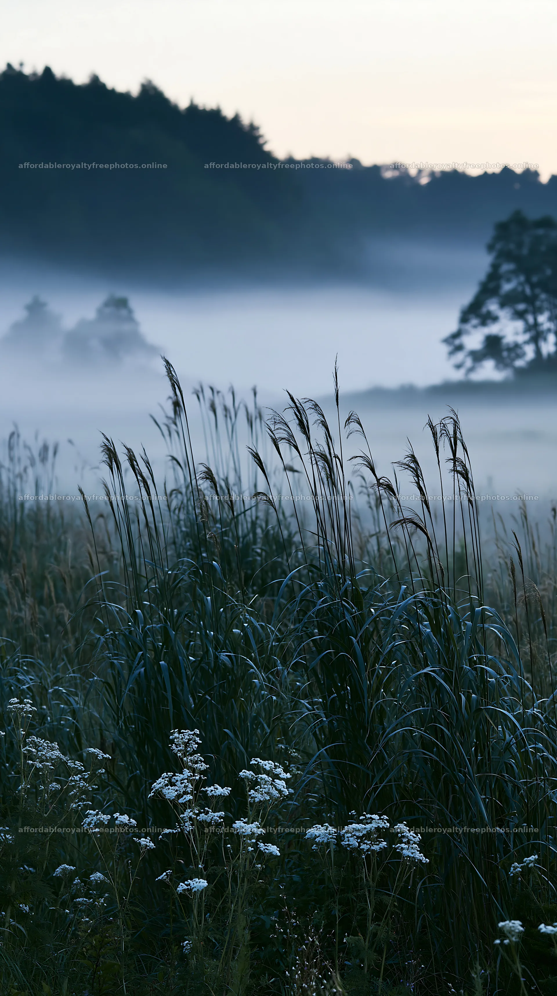Shiga wetland meadow climate adaptation reeds in morning – royalty-free photos 5938x10608