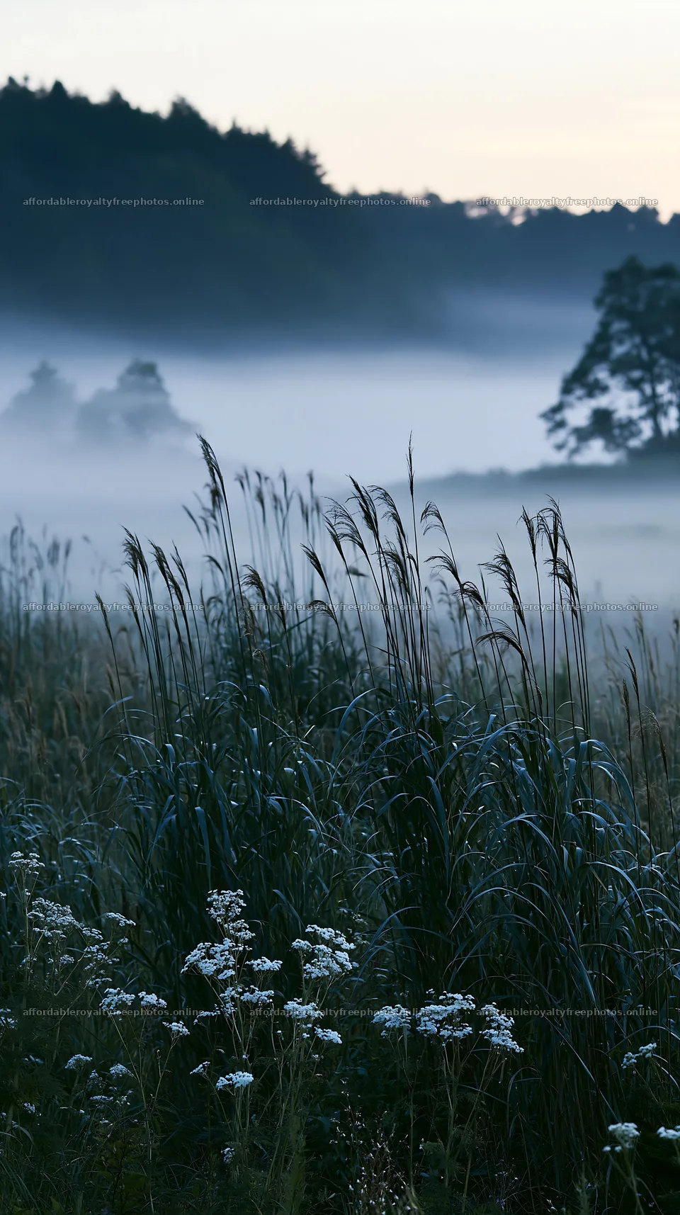 Shiga wetland meadow climate adaptation reeds in morning – royalty-free photos 5938x10608