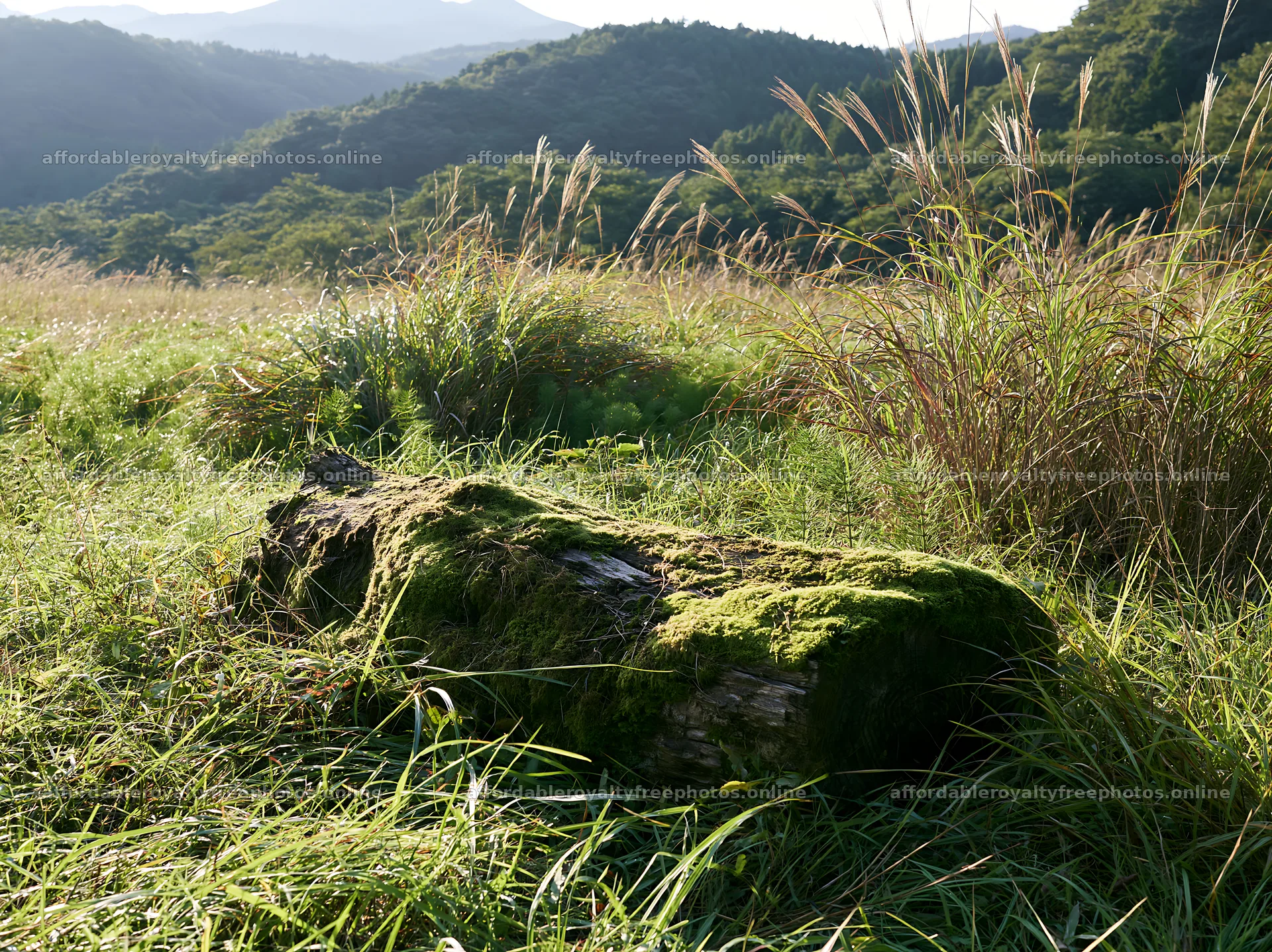 Gifu low carbon meadow mossy log rests in a natural – royalty-free photos 9174x6866