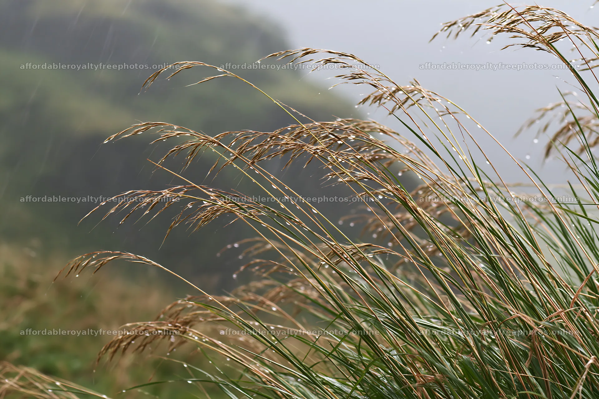 Meadow grass seedheads in light rain on a hill – royalty-free photos 9722x6480