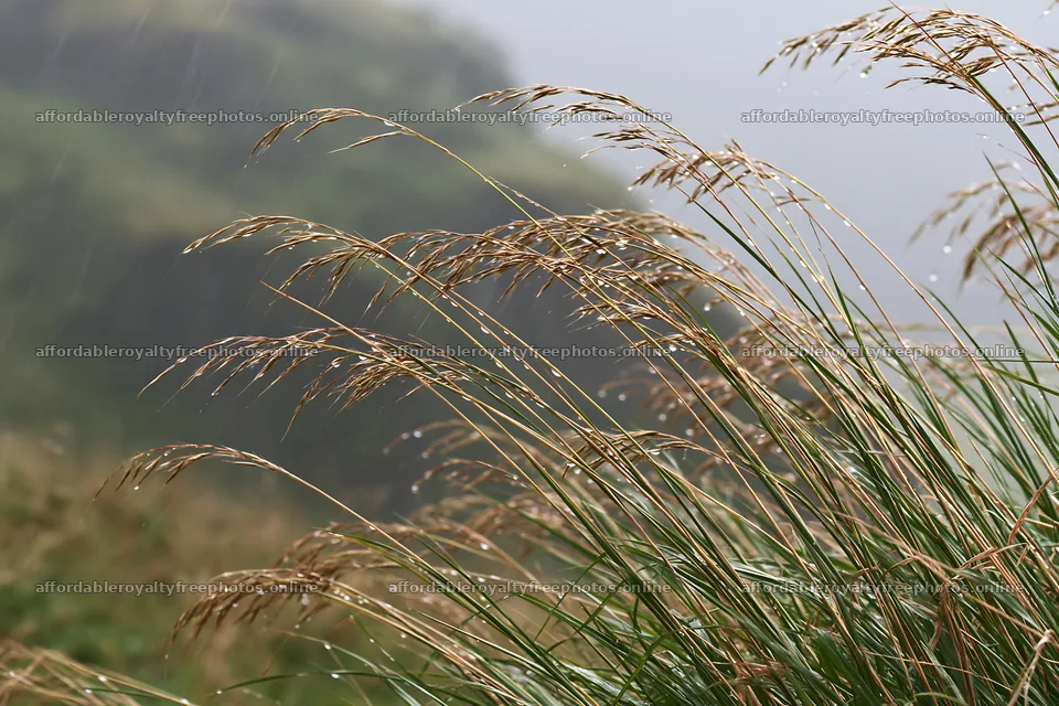 Meadow grass seedheads in light rain on a hill – royalty-free photos 9722x6480