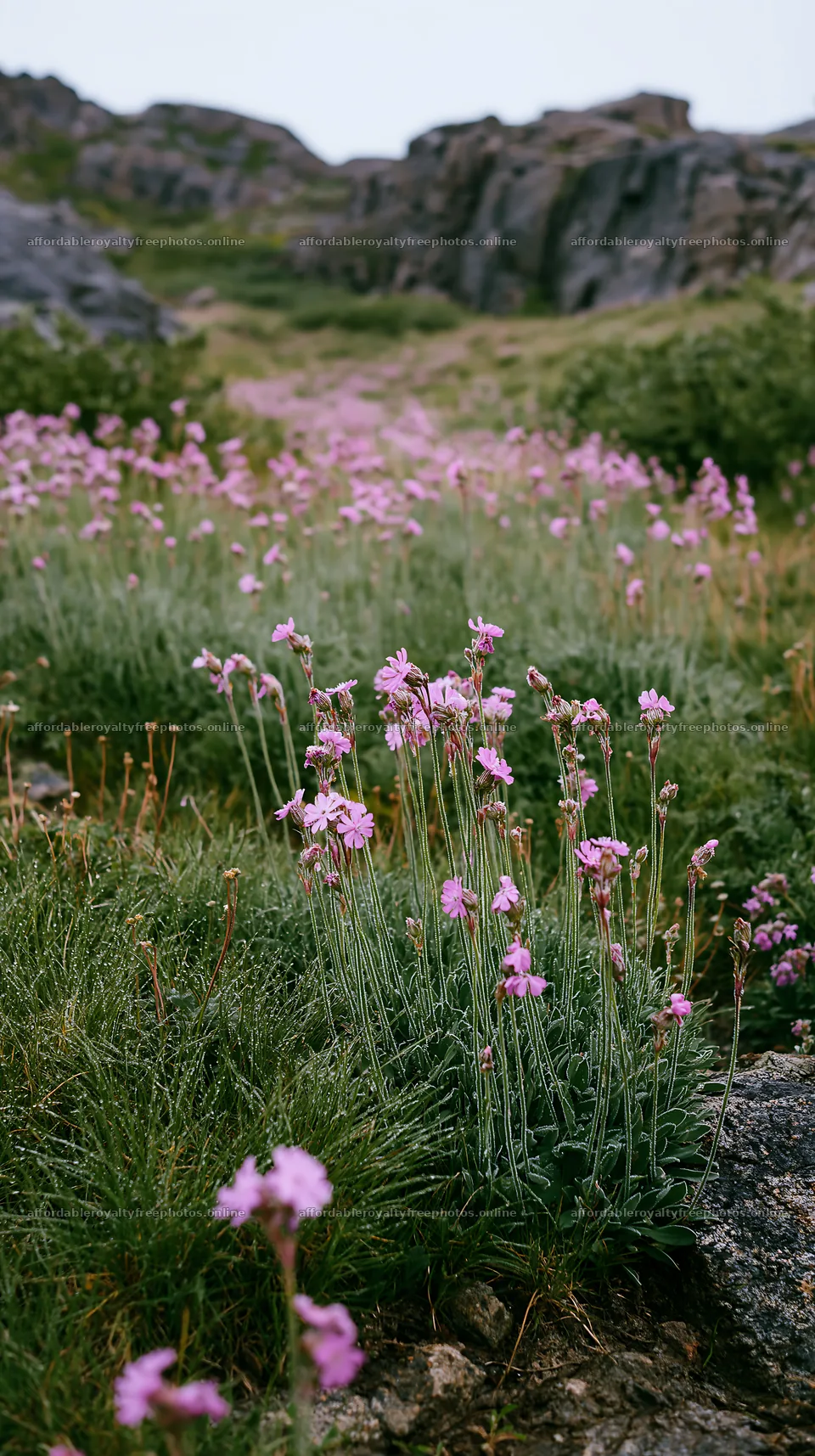Pink campion meadow with flowers and rocky landscape – royalty-free photos 5938x10608