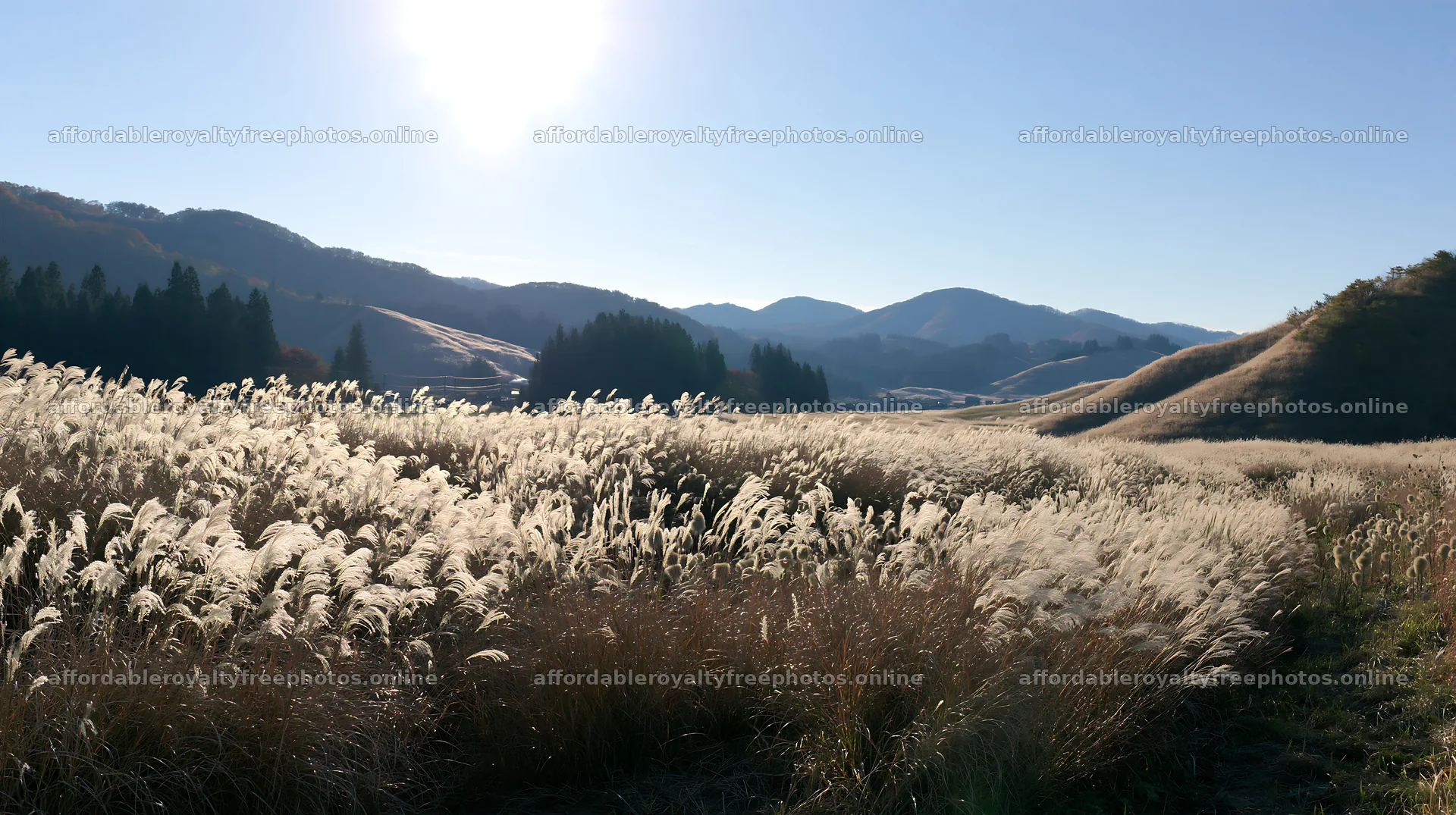 Snowmelt meadow in Akita with silver grasses under – royalty-free photos 10608x5938