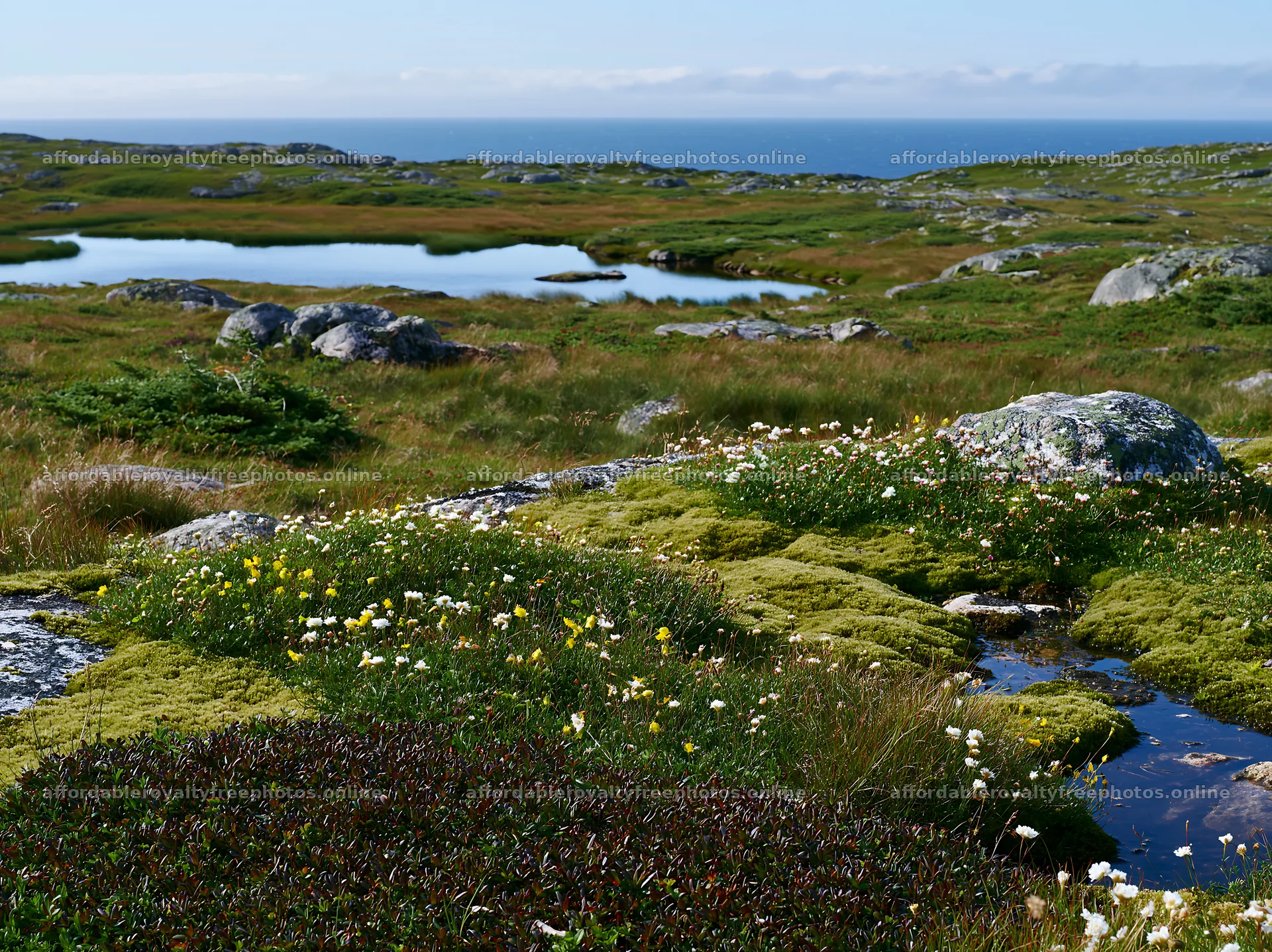 Mossy boulder meadow by the coast – royalty-free photos 9174x6866