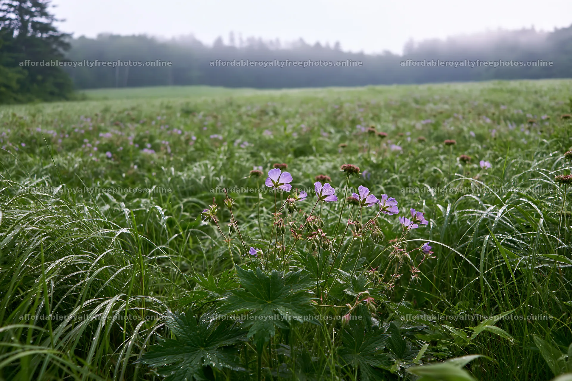 Expansive Hokkaido restoration meadow with dewdrops – royalty-free photos 9722x6480