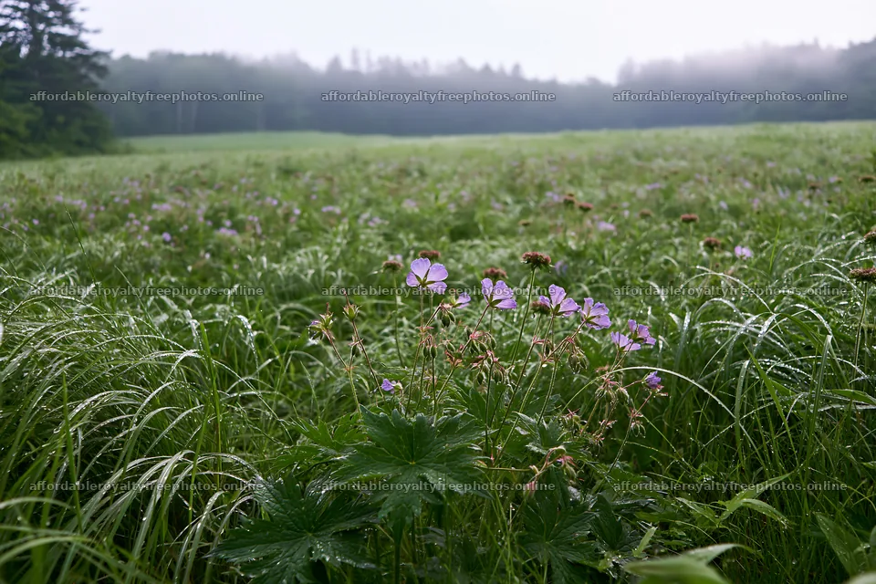 Expansive Hokkaido restoration meadow with dewdrops – royalty-free photos 9722x6480