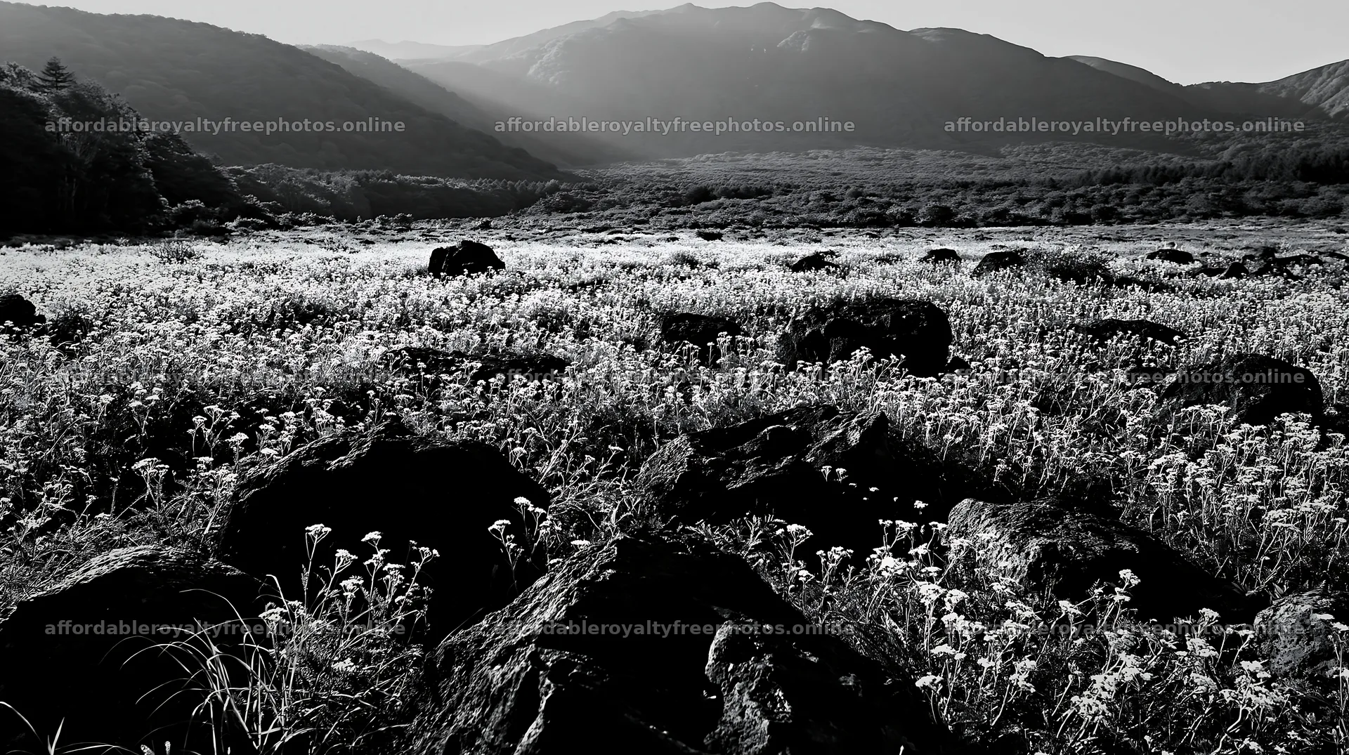 Yamanashi regenerative meadow with basalt stones in – royalty-free photos 10608x5938