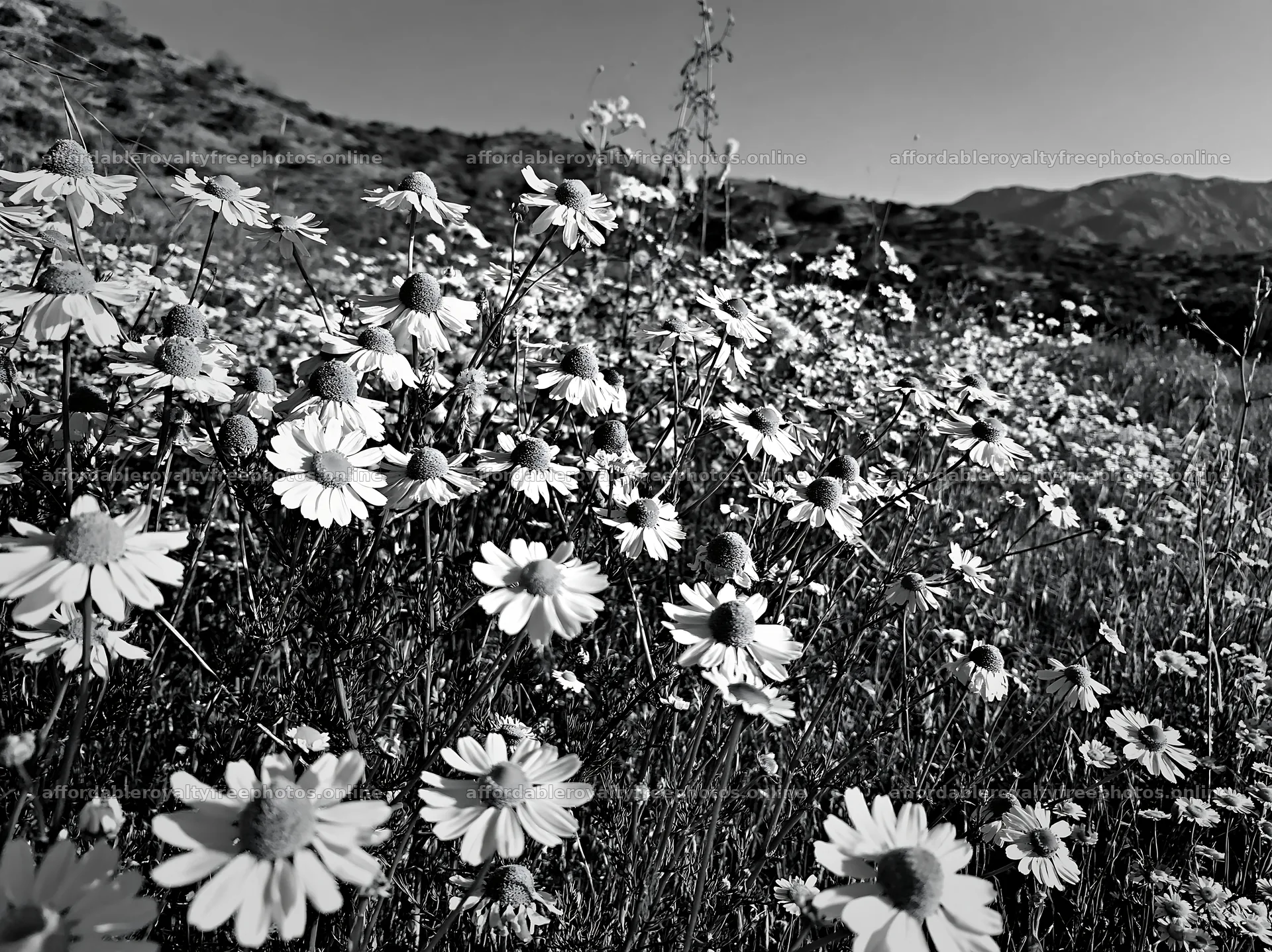 Chamomile meadow with flowers and mountains in the – royalty-free photos 9174x6866