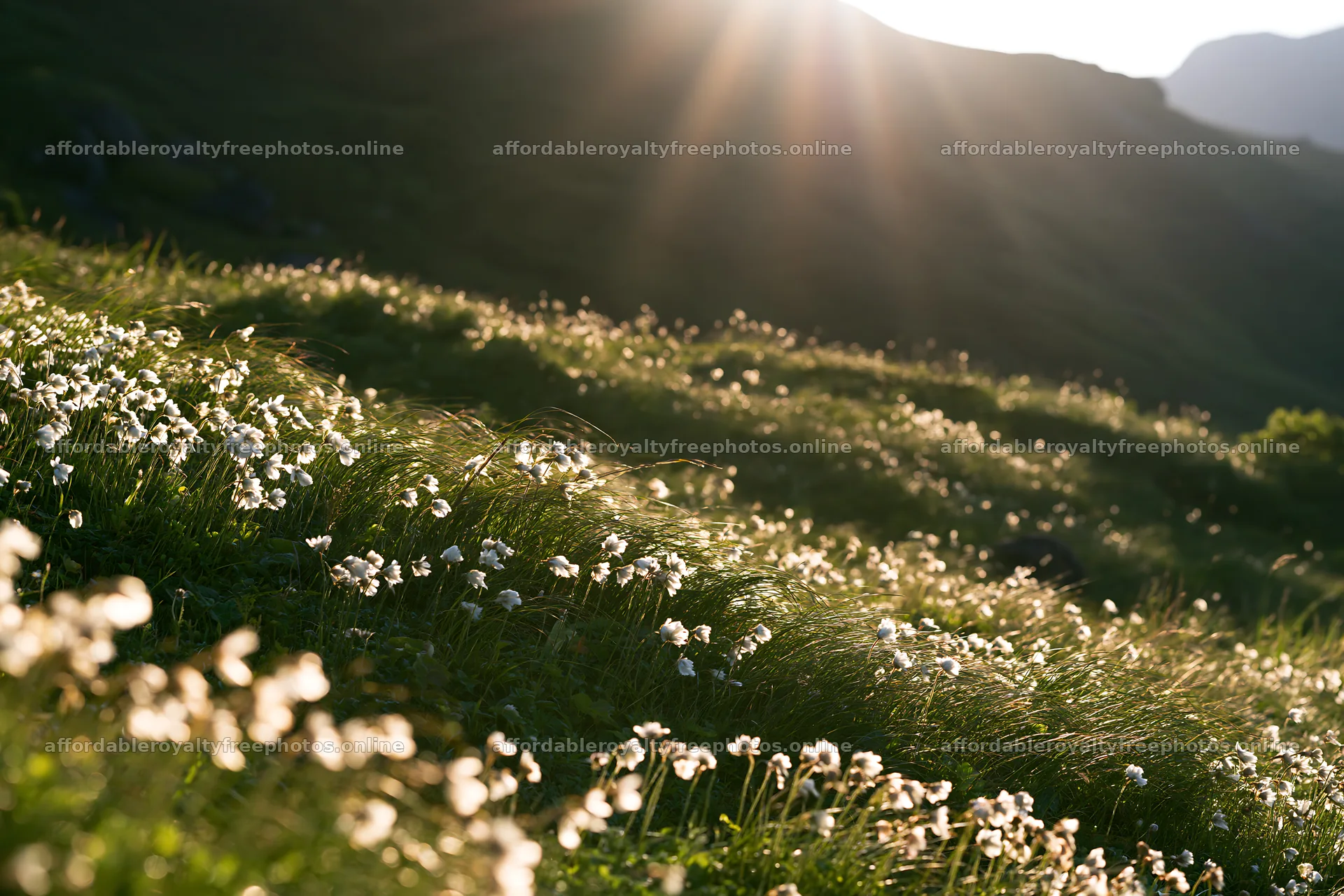 Light rays shining on Daisetsuzan alpine meadow with – royalty-free photos 9722x6480