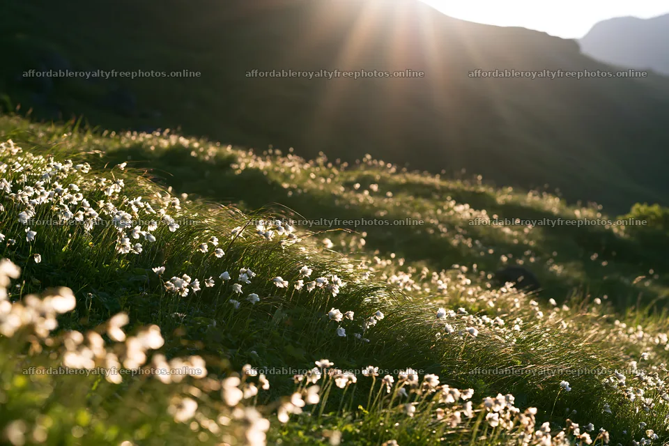 Light rays shining on Daisetsuzan alpine meadow with – royalty-free photos 9722x6480