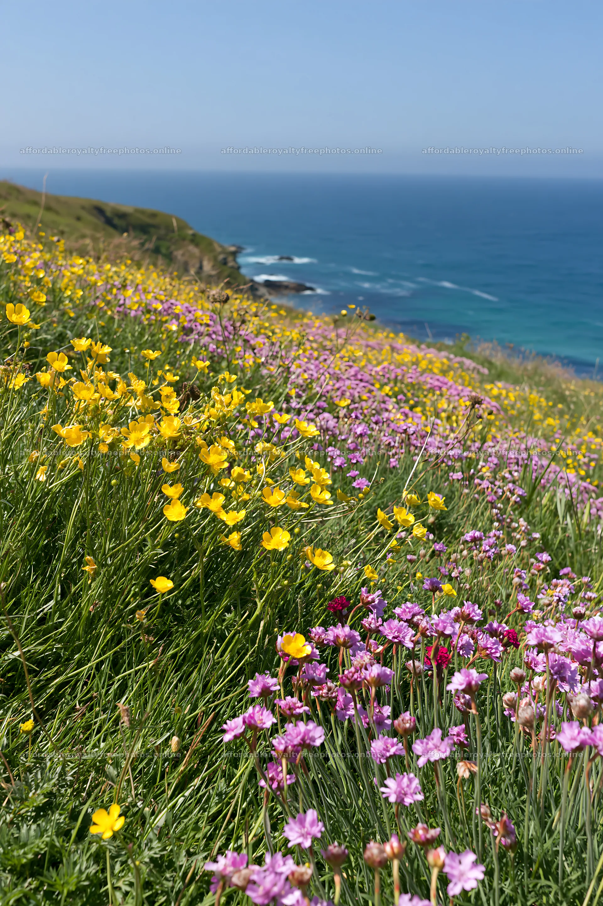 Colorful buttercup meadow by the coast in bright sunlight – royalty-free photos 6480x9722