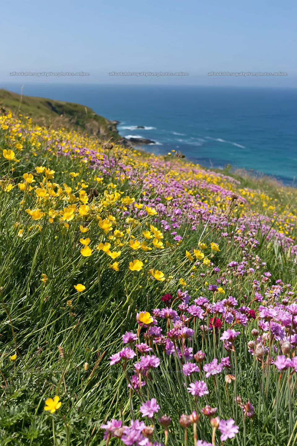 Colorful buttercup meadow by the coast in bright sunlight – royalty-free photos 6480x9722
