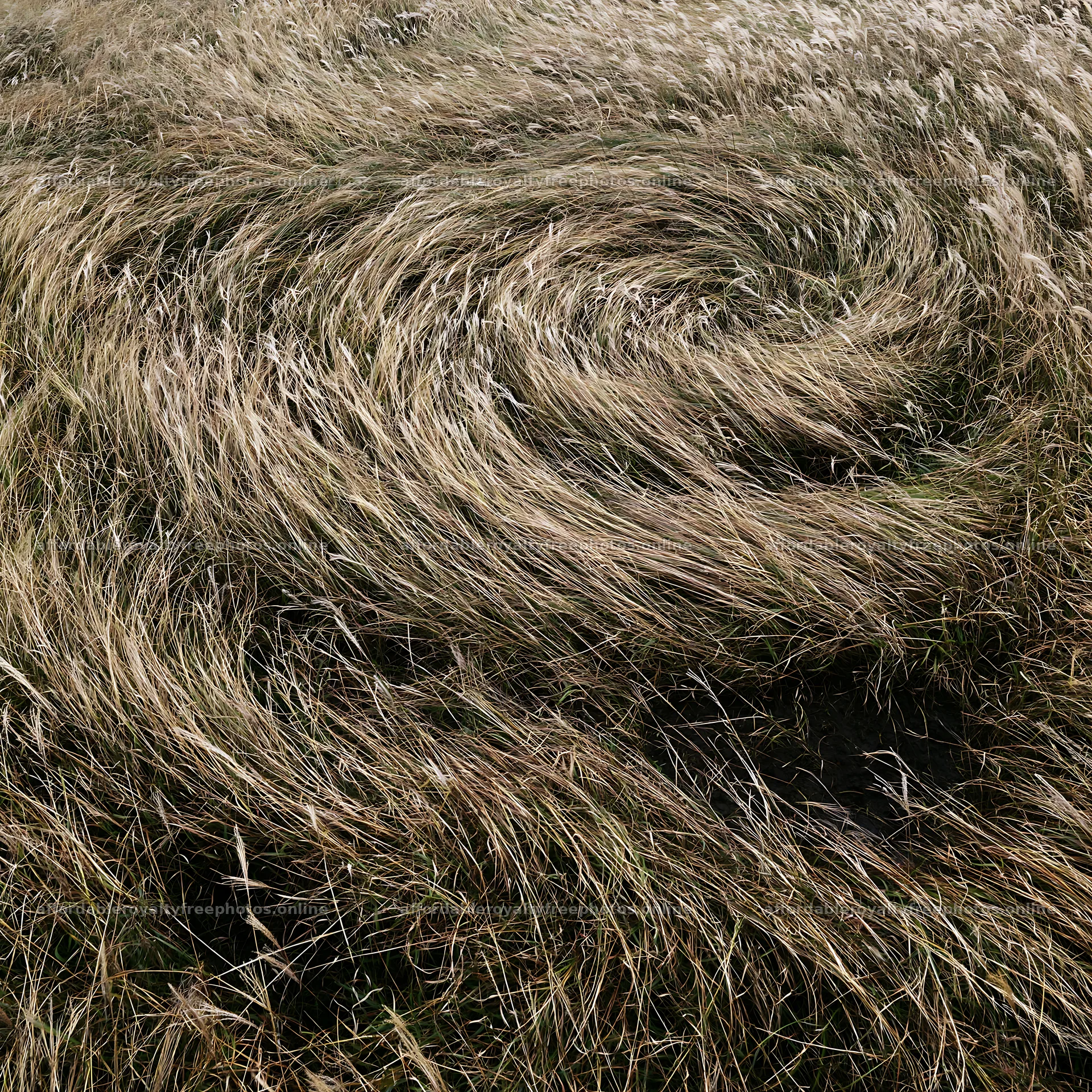 Climate-resilient Hokkaido silver grass meadow seedheads – royalty-free photos 7938x7938