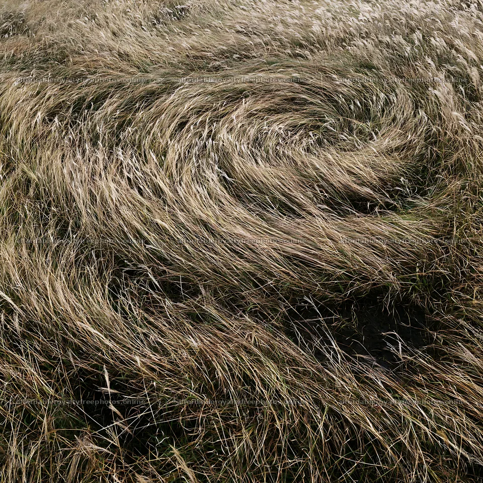 Climate-resilient Hokkaido silver grass meadow seedheads – royalty-free photos 7938x7938