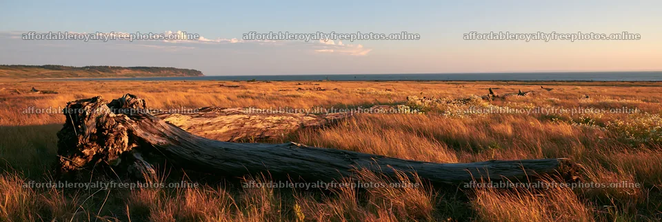 Chiba coastal meadow with driftwood and ocean view at – royalty-free photos 13690x4602