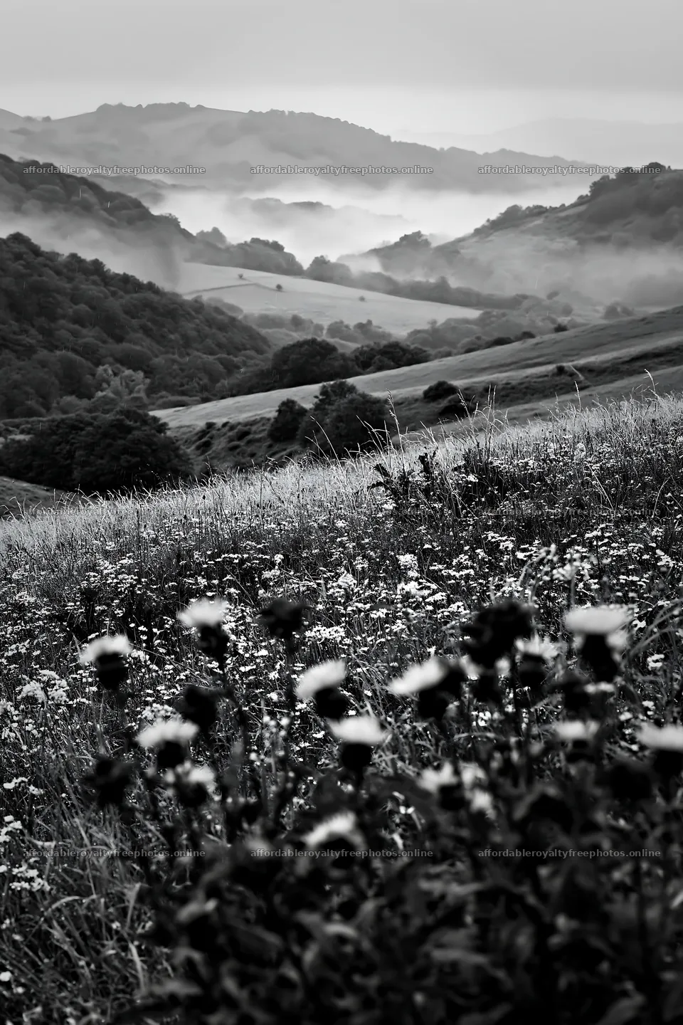 Rolling valley meadows with flowers in foreground – royalty-free photos 6480x9722