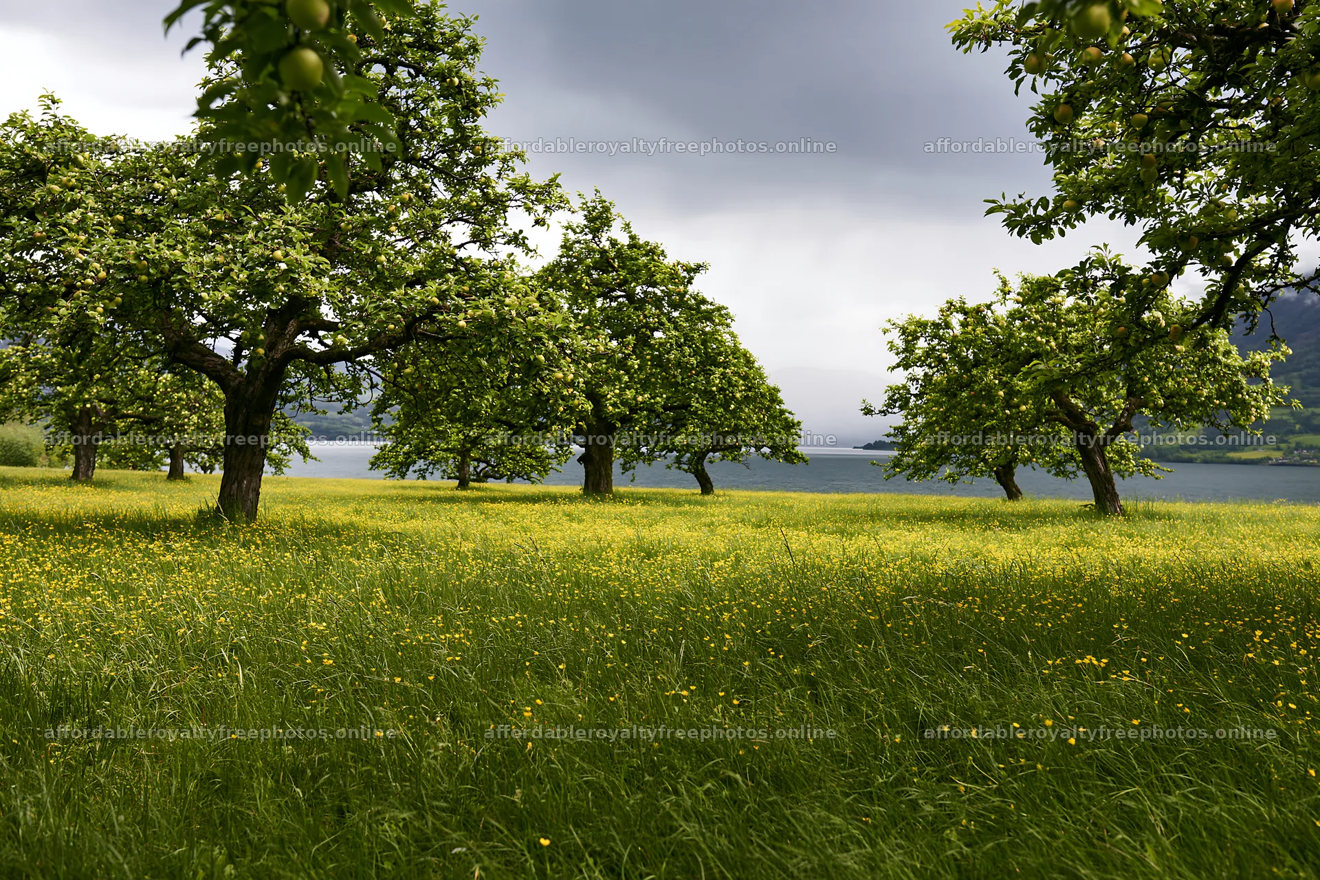 Lakeside orchard meadow with trees and grass under – royalty-free photos 9722x6480