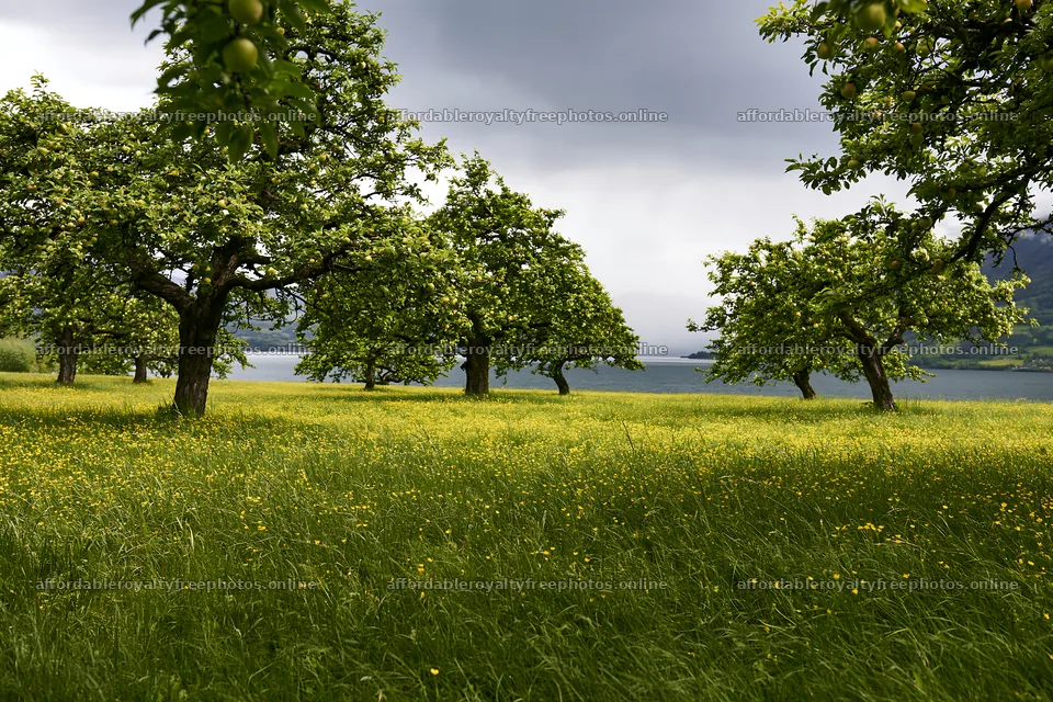 Lakeside orchard meadow with trees and grass under – royalty-free photos 9722x6480