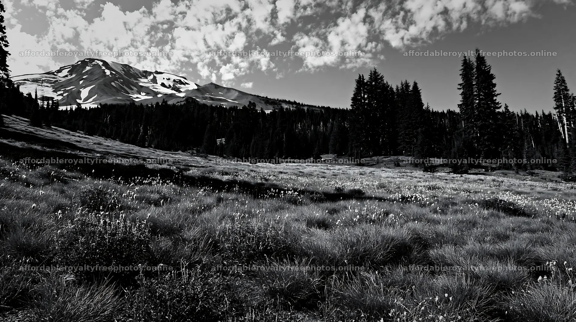 Seedhead meadow with mountains and trees under cloudy sky – royalty-free photos 10608x5938